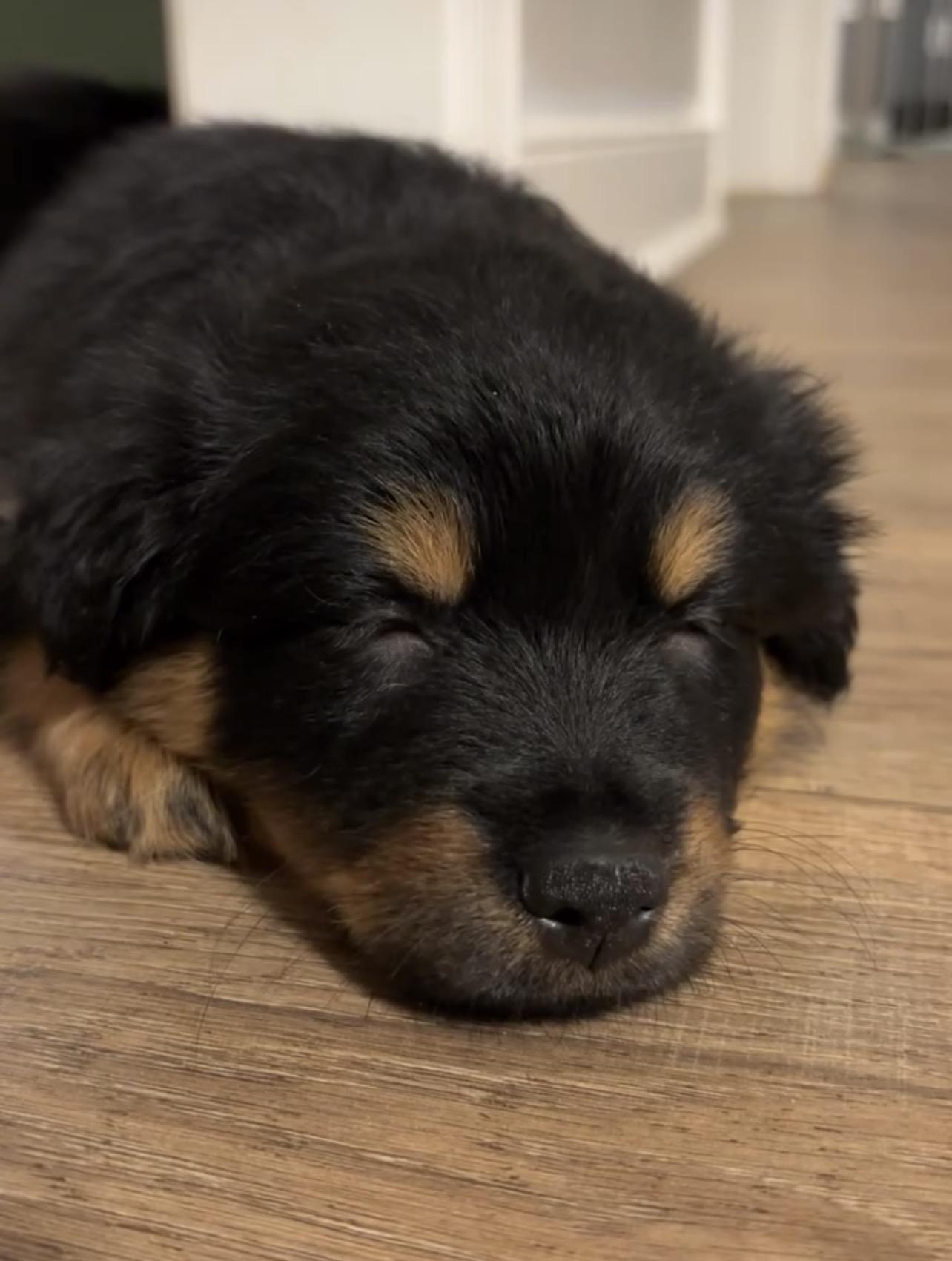 Enlarge Greta, a ADOPTABLE mixed breed in Richmond, VA image 2/6