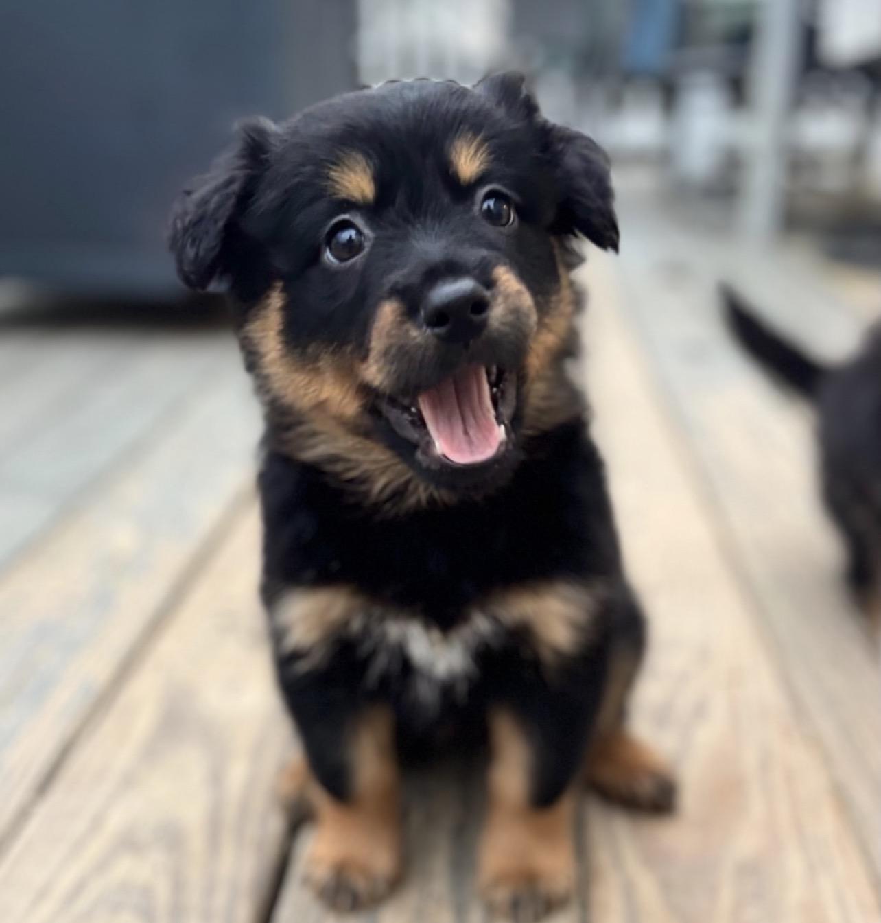 Greta, ADOPTABLE, Puppy Female English Shepherd & German Shepherd Dog.