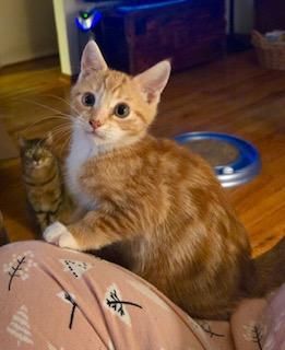 Enlarge Ronan, an adopted Domestic Short Hair in Pasco, WA image 2/2