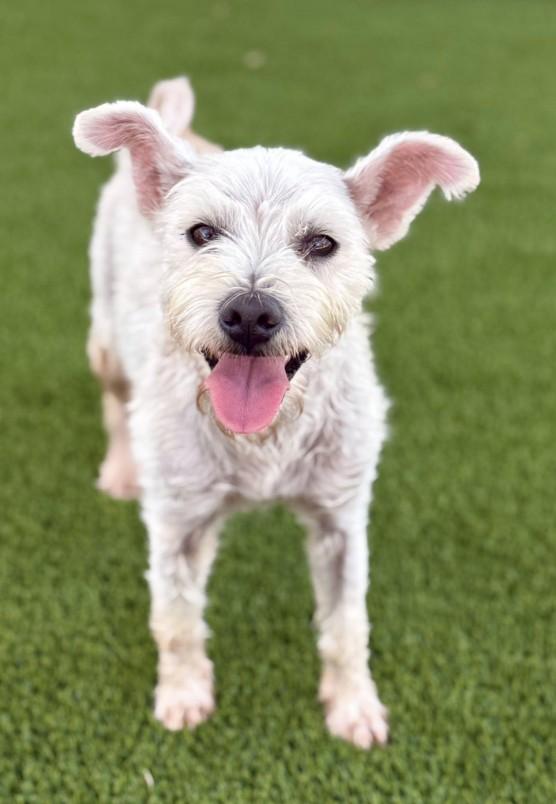 Thea - Small, sweet, and loves everyone!