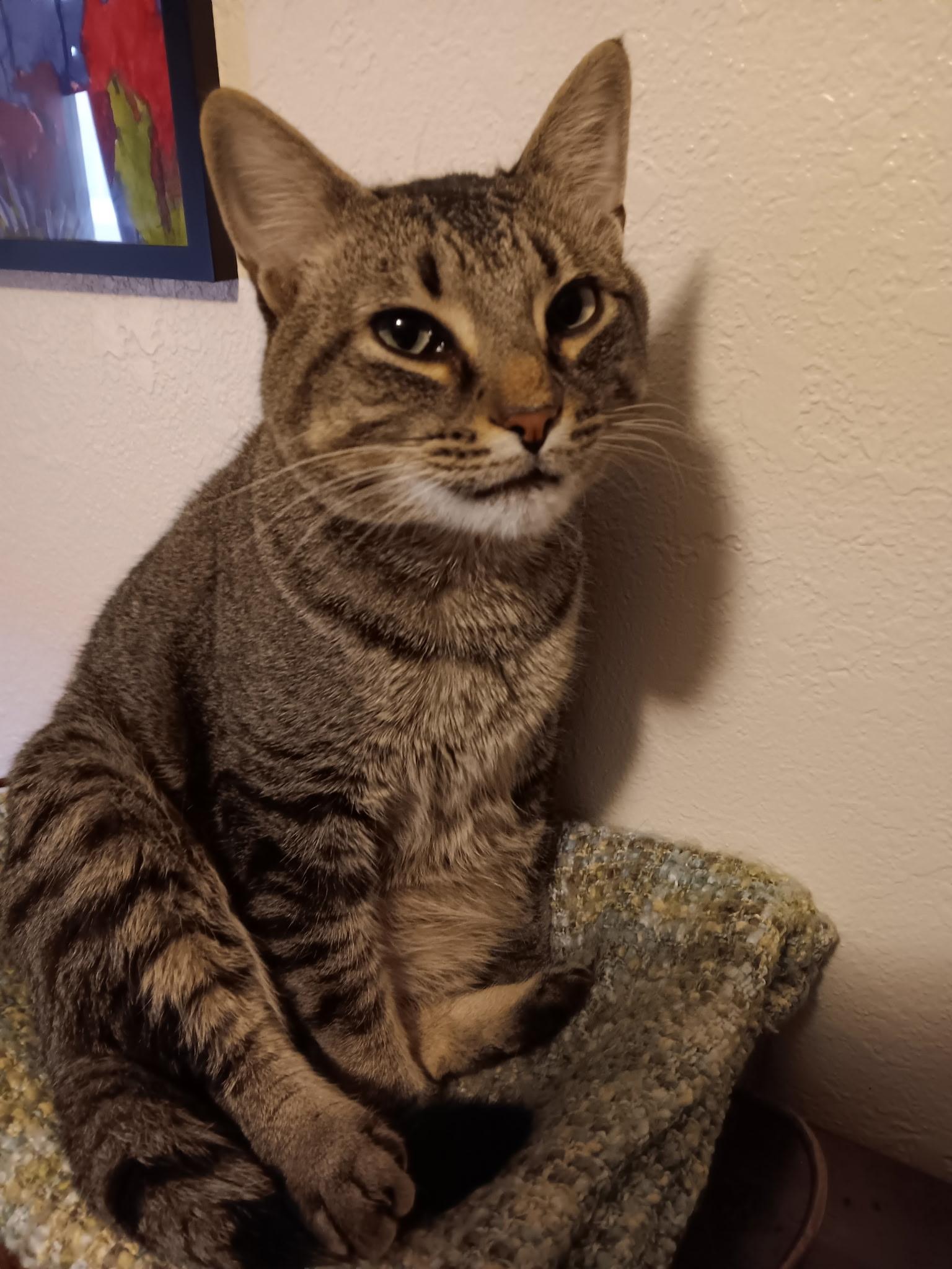 Enlarge Tulip, a ADOPTABLE Domestic Short Hair in Wayzata, MN image 2/3