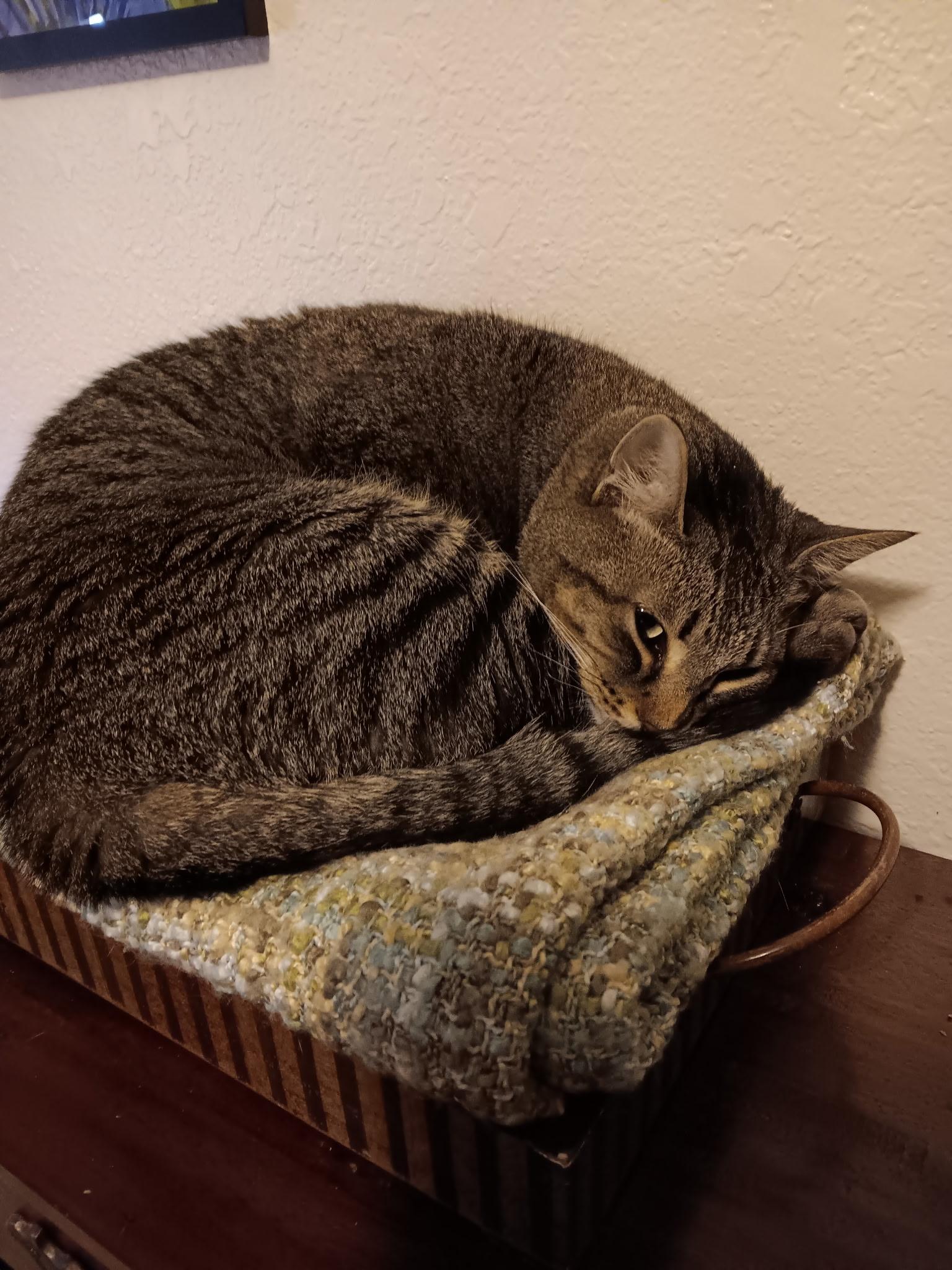 Enlarge Tulip, a ADOPTABLE Domestic Short Hair in Wayzata, MN image 3/3