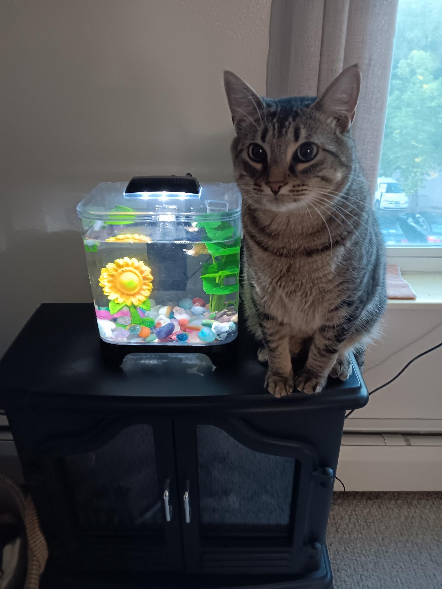 Tulip, ADOPTABLE, Adult Male Domestic Short Hair.