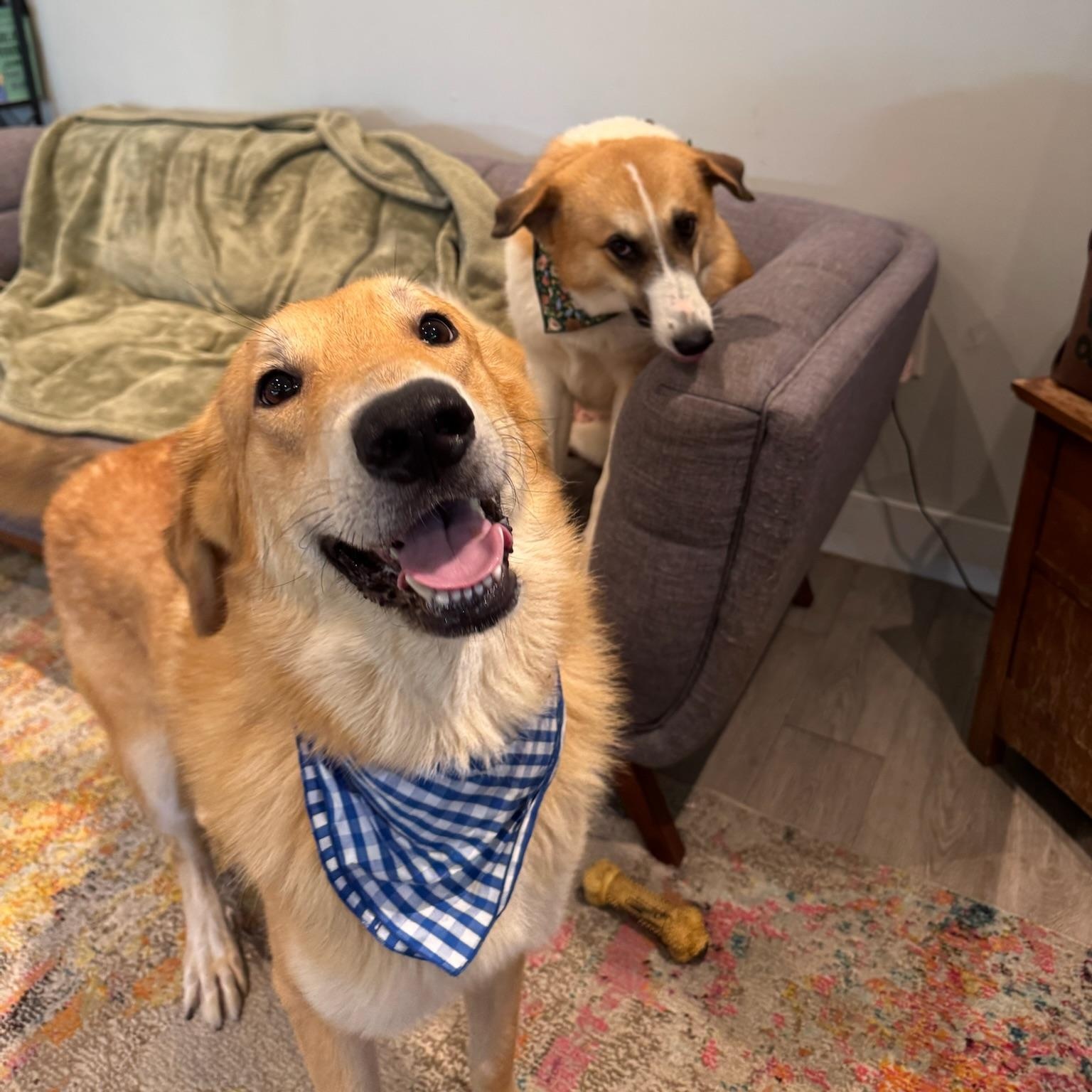 Enlarge Peeta, an adopted mixed breed in Houston, TX image 3/6