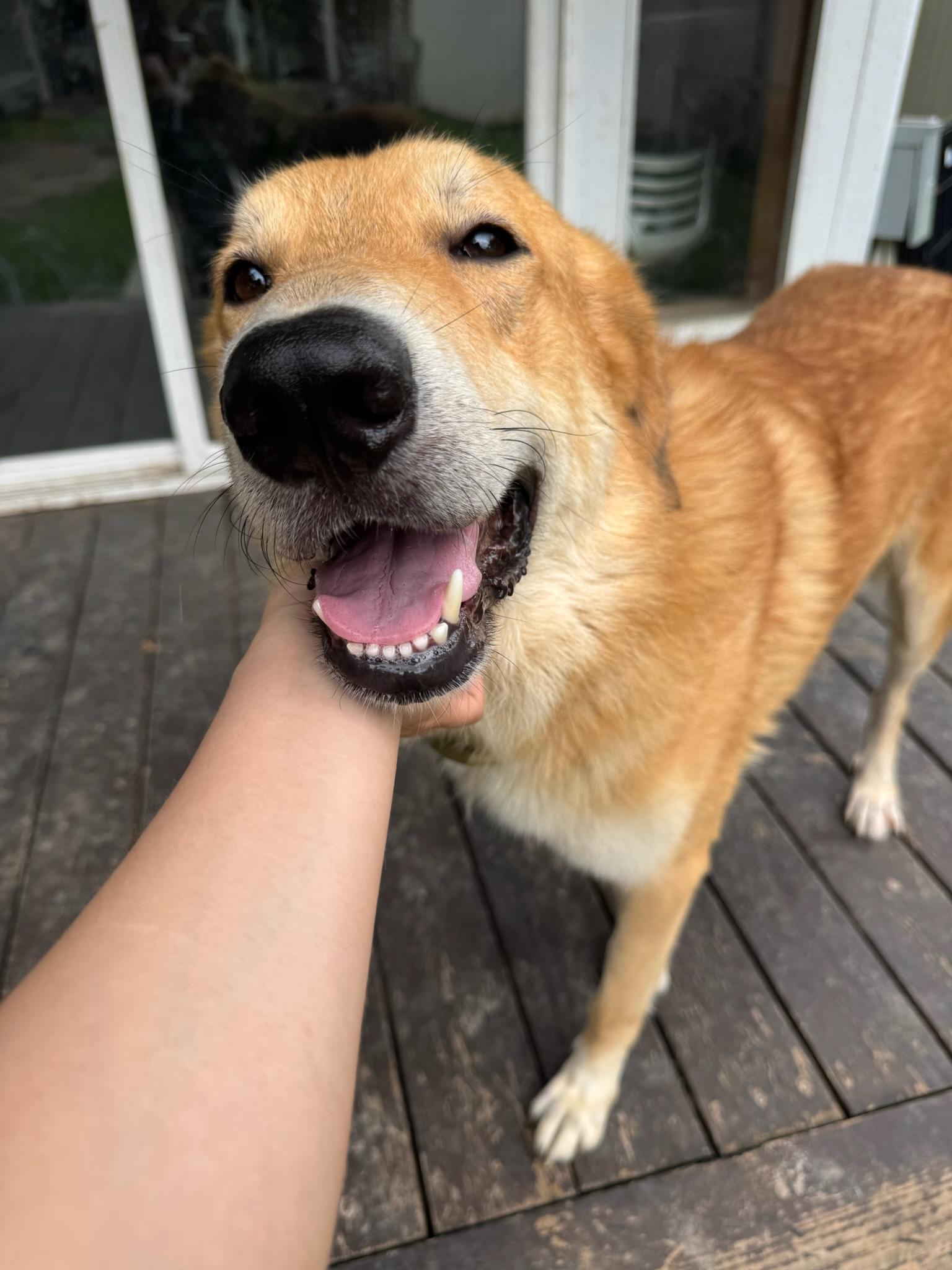 Enlarge Peeta, an adopted mixed breed in Houston, TX image 2/6