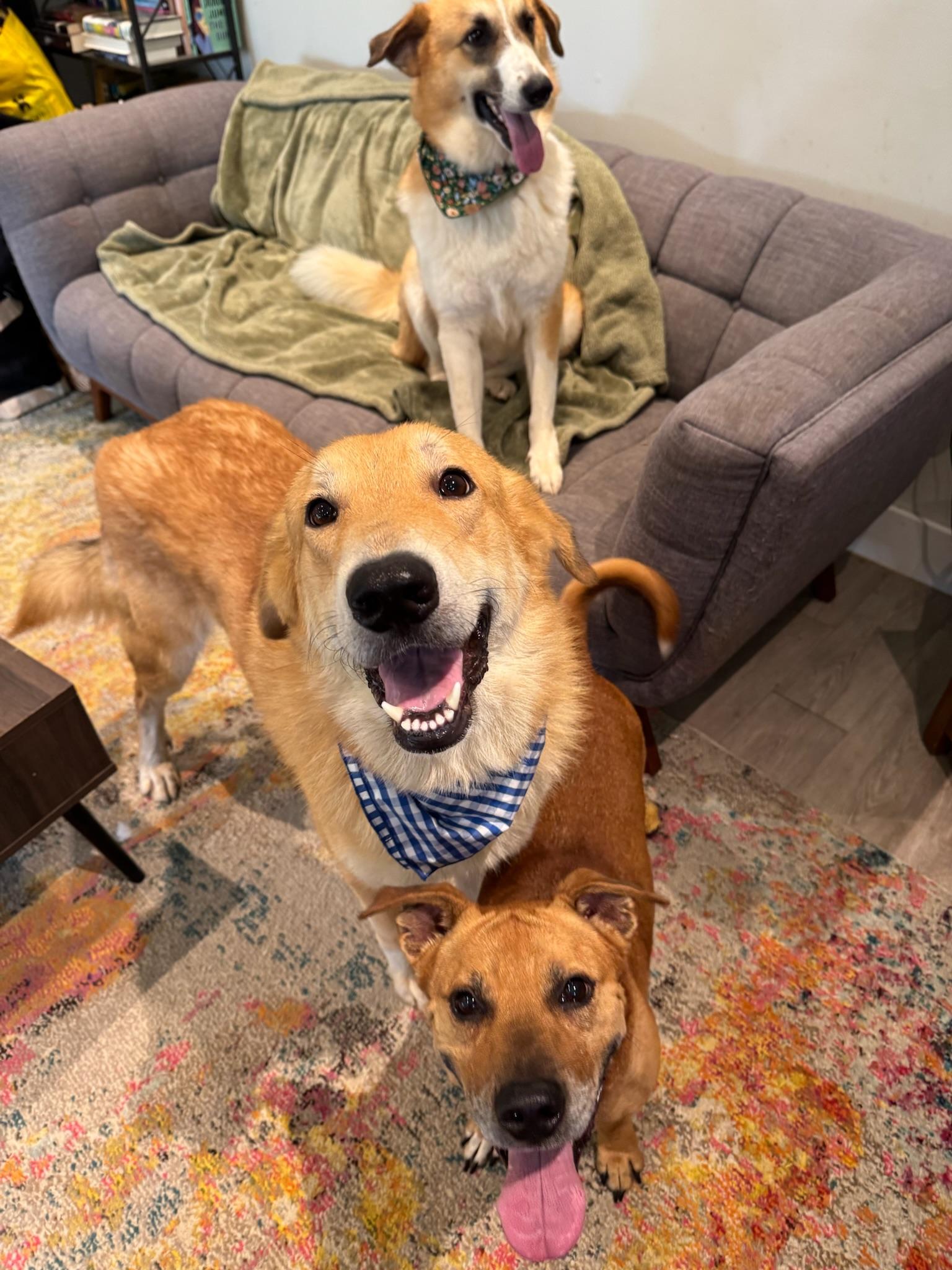 Enlarge Peeta, an adopted mixed breed in Houston, TX image 6/6
