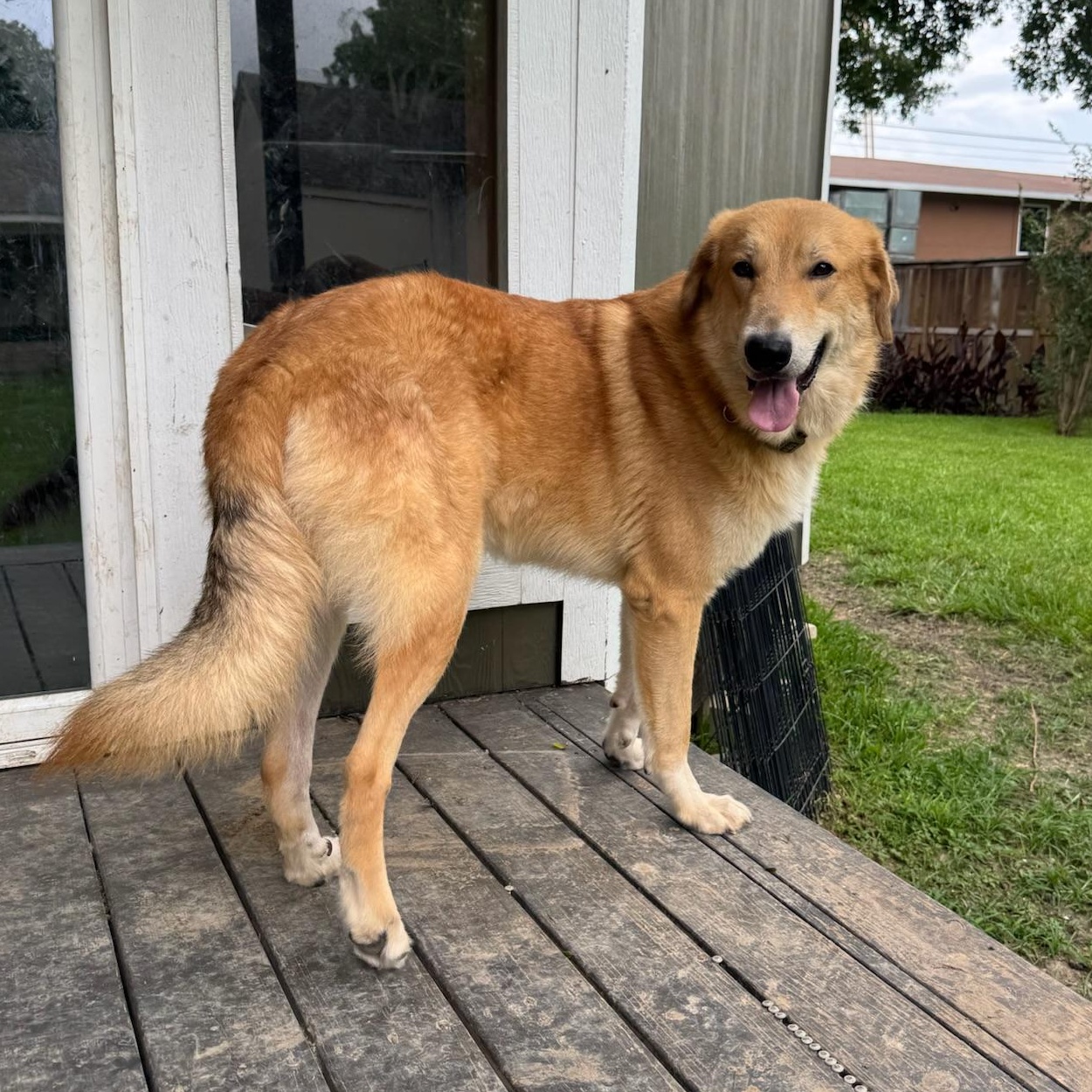 Enlarge Peeta, an adopted mixed breed in Houston, TX image 4/6