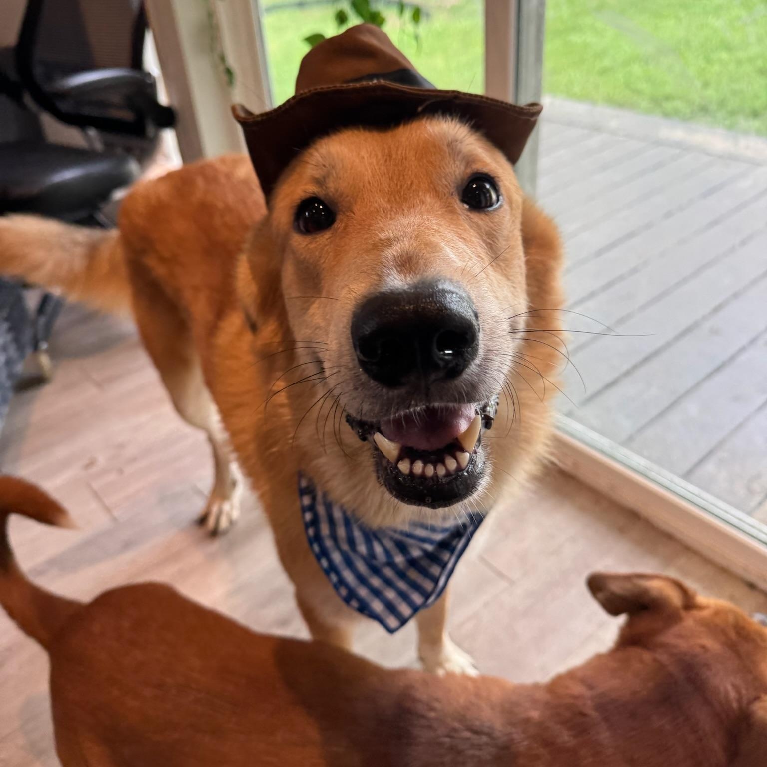 Enlarge Peeta, an adopted mixed breed in Houston, TX image 5/6