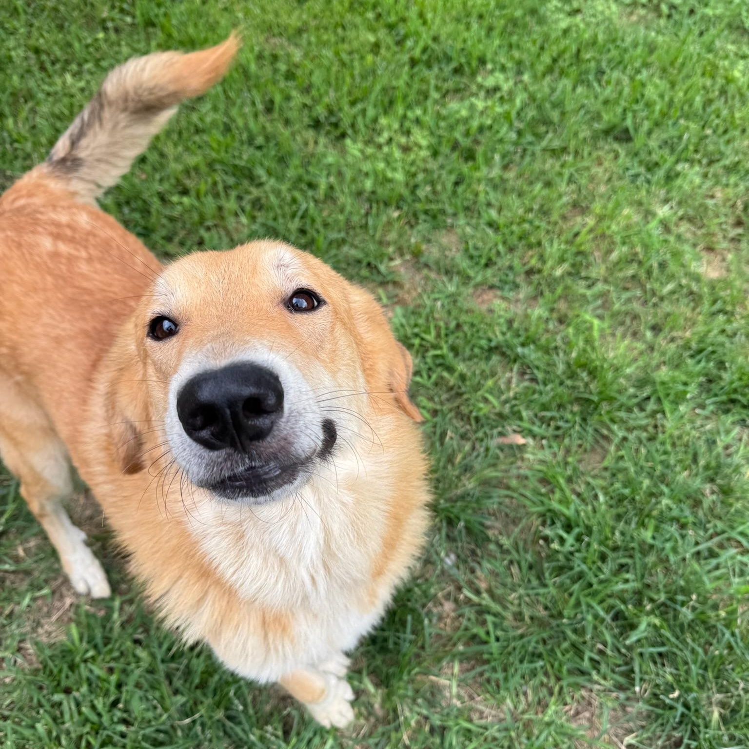 Peeta, adopted, Young Male Great Pyrenees & Golden Retriever.