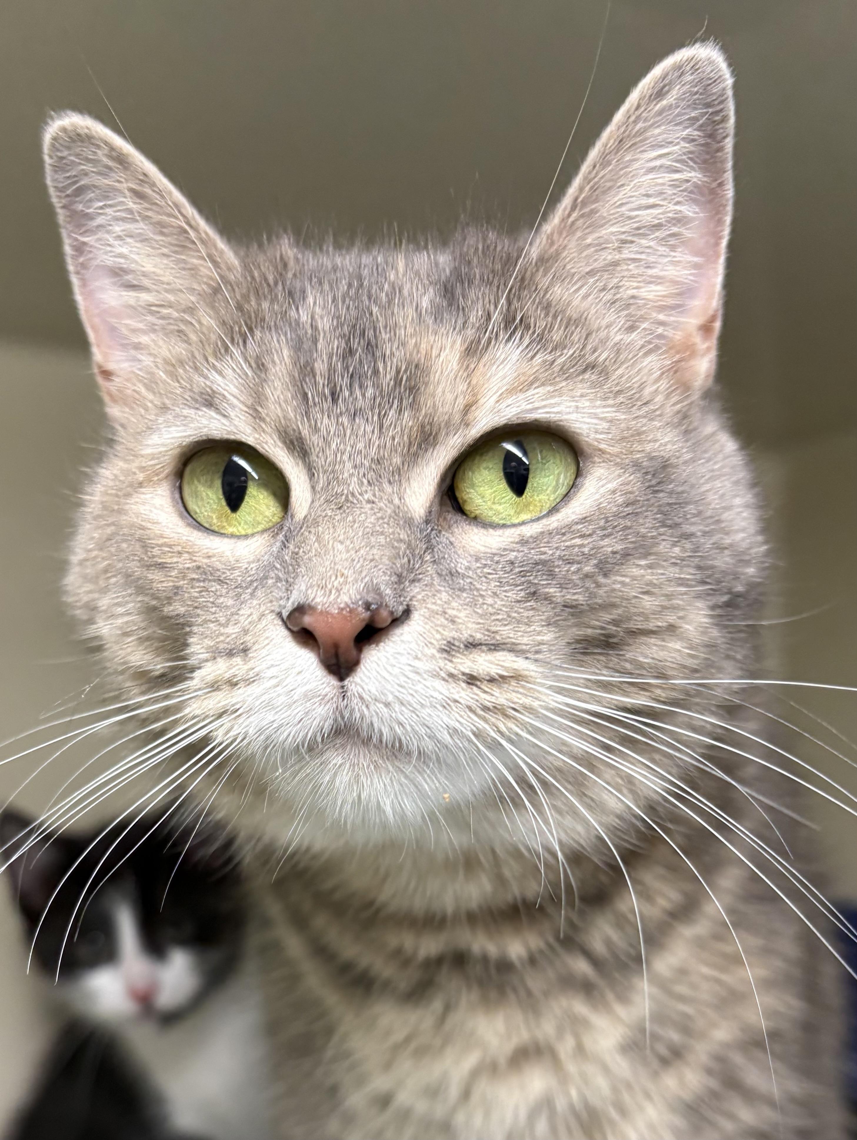 Cupcake, ADOPTABLE, Adult Female Dilute Tortoiseshell & Domestic Short Hair.