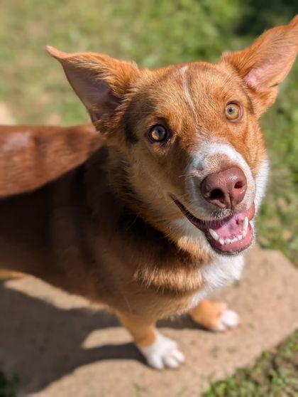 Millie, Adoptable, Adult Female Australian Shepherd & Mixed Breed.