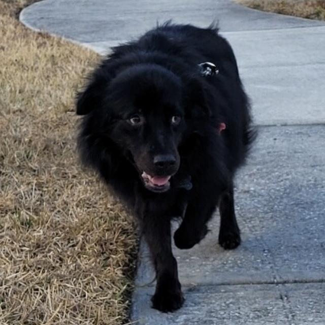 Shadow, Adoptable, Adult Male Australian Shepherd & Shepherd.