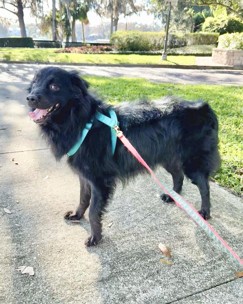 Shadow, a Adoptable mixed breed in Orlando, FL image 2/6