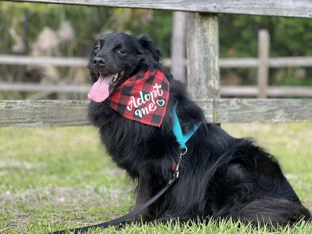 Shadow, Adoptable, Adult Male Australian Shepherd & Shepherd.