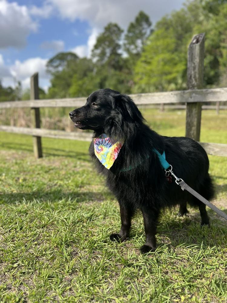 Enlarge Shadow, a Adoptable mixed breed in Orlando, FL image 2/6