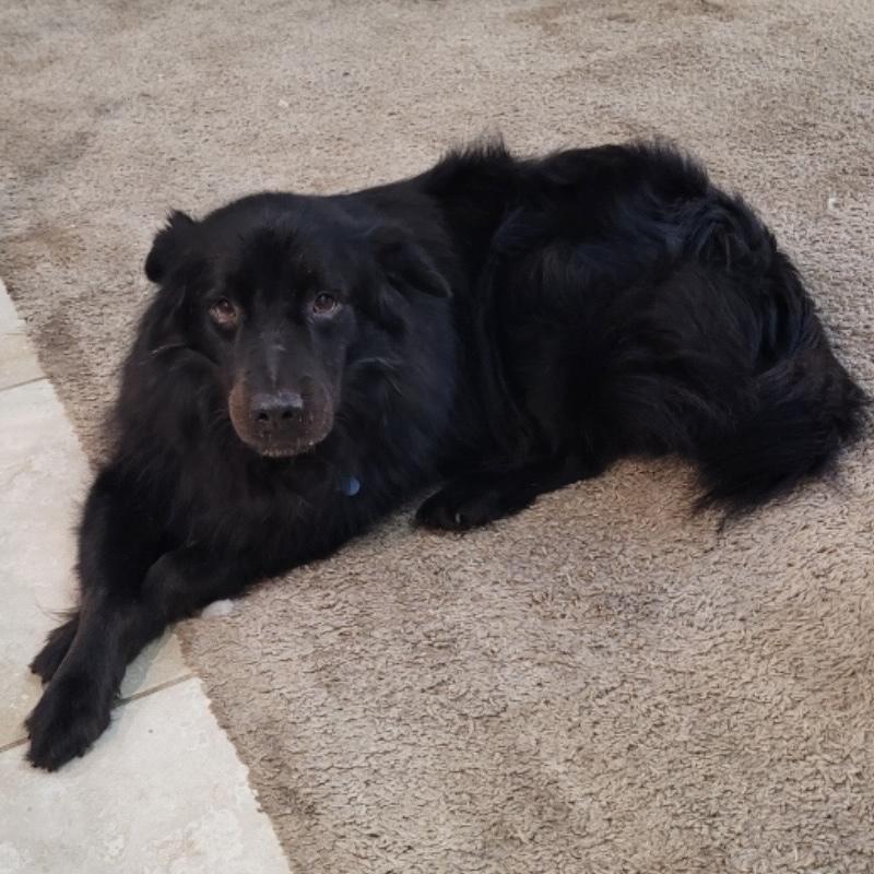 Shadow, a Adoptable mixed breed in Orlando, FL image 3/6