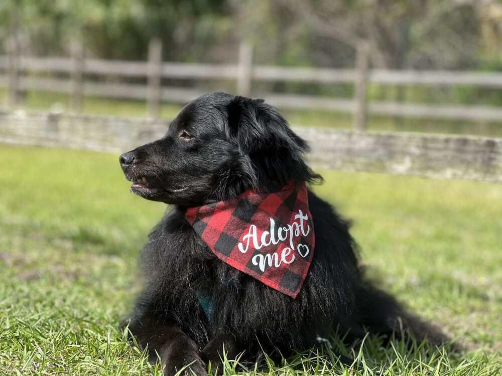 Enlarge Shadow, a Adoptable mixed breed in Orlando, FL image 3/6