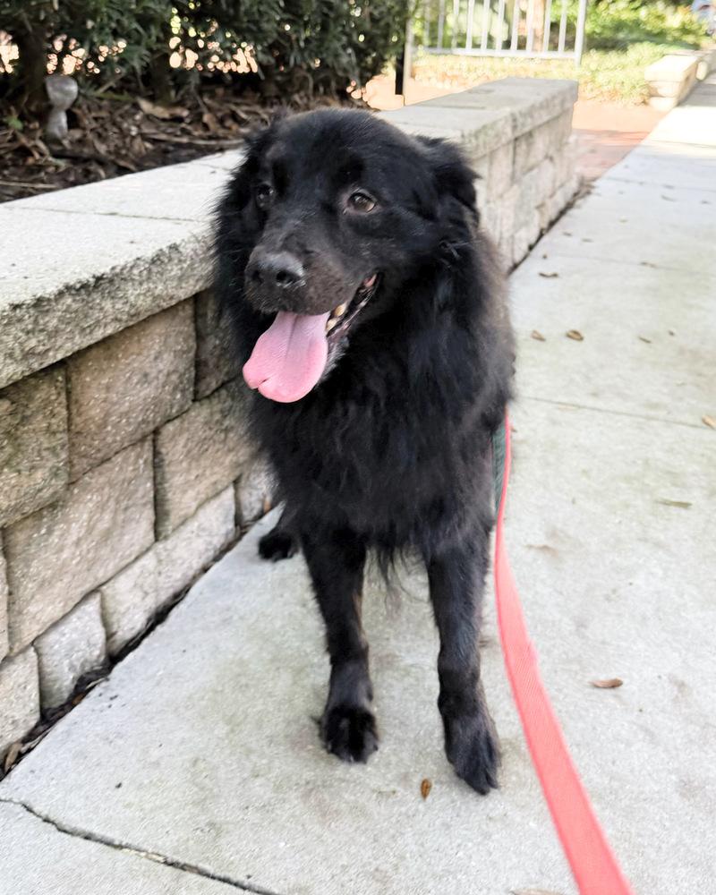 Shadow, a Adoptable mixed breed in Orlando, FL image 4/6