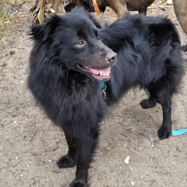 Enlarge Shadow, a Adoptable mixed breed in Orlando, FL image 3/6