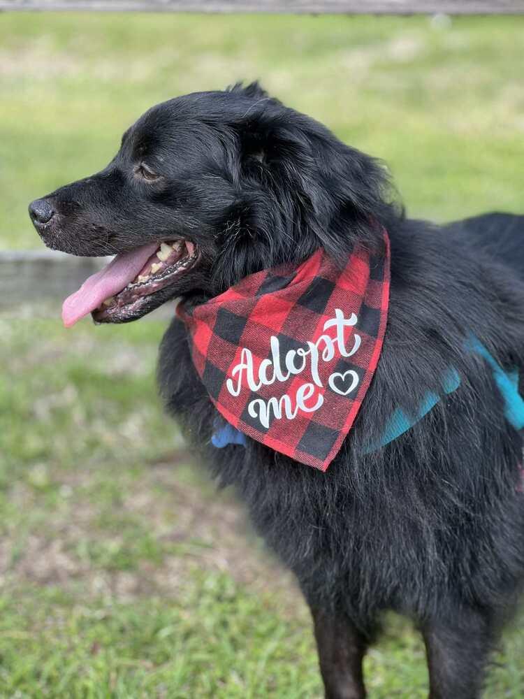 Enlarge Shadow, a Adoptable mixed breed in Orlando, FL image 4/6