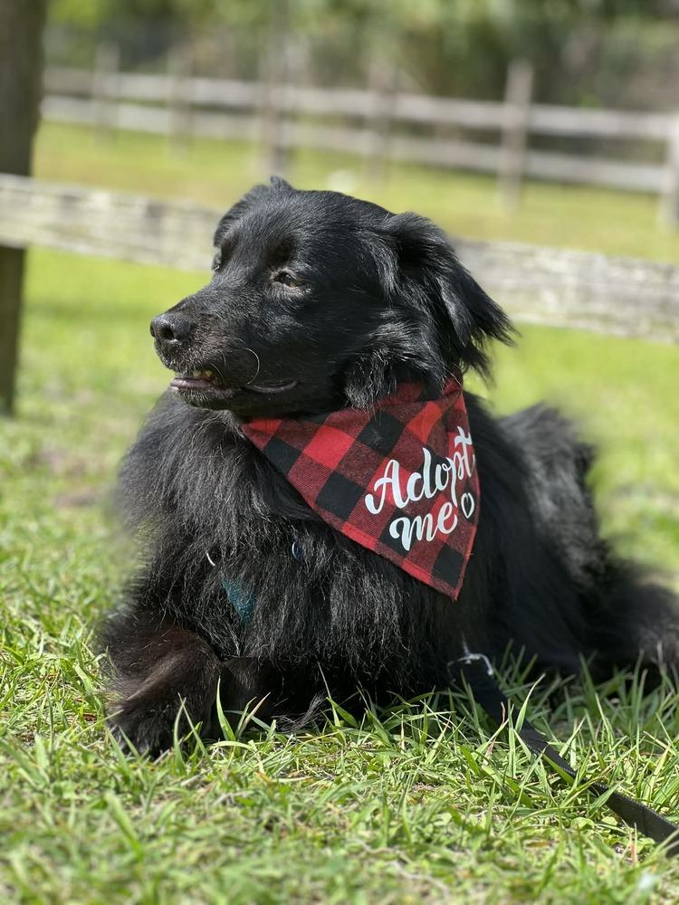 Enlarge Shadow, a Adoptable mixed breed in Orlando, FL image 5/6