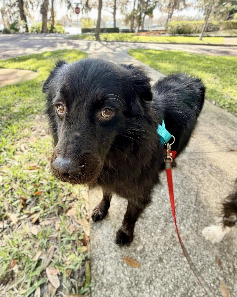 Shadow, a Adoptable mixed breed in Orlando, FL image 6/6