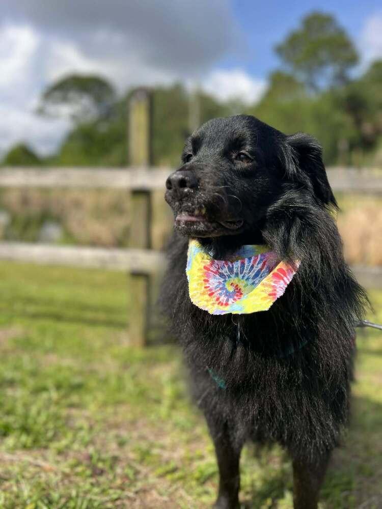 Enlarge Shadow, a Adoptable mixed breed in Orlando, FL image 6/6