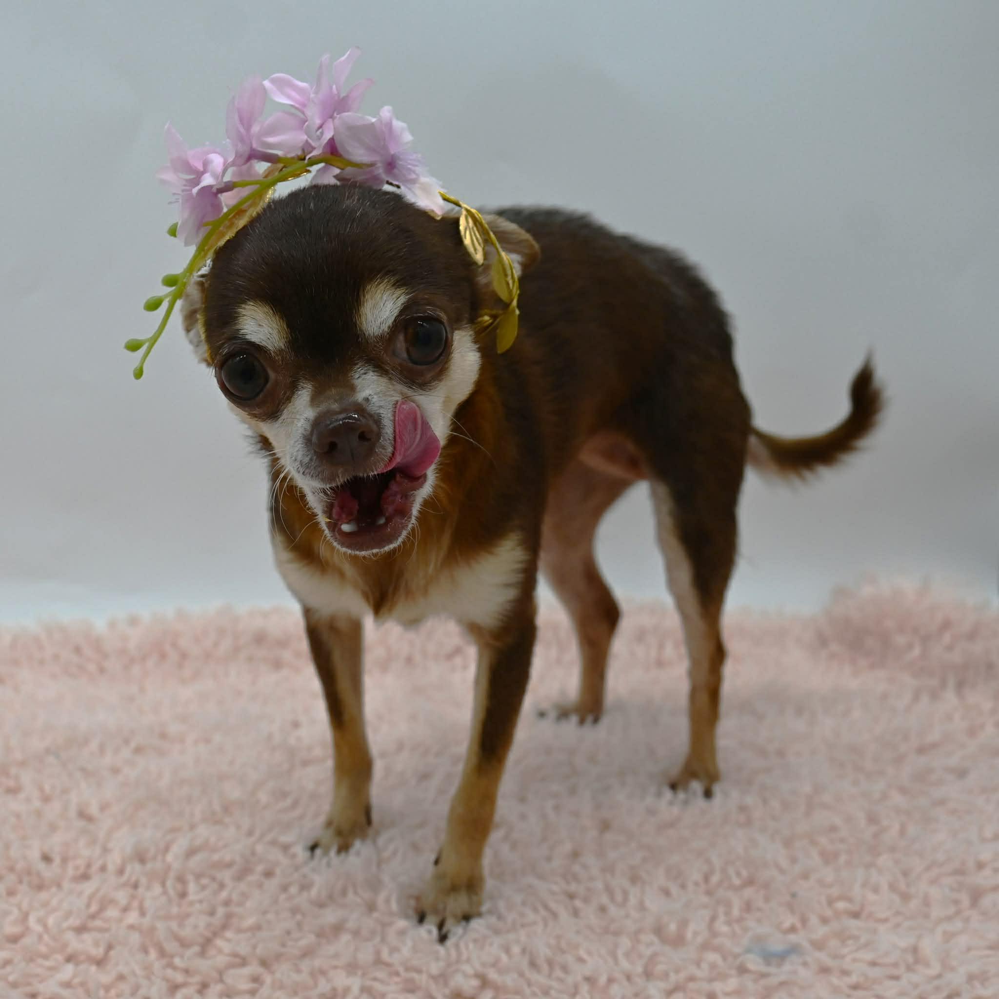 Enlarge Blanche. (Tiny angel), a ADOPTABLE mixed breed in Farmington, CT image 5/6