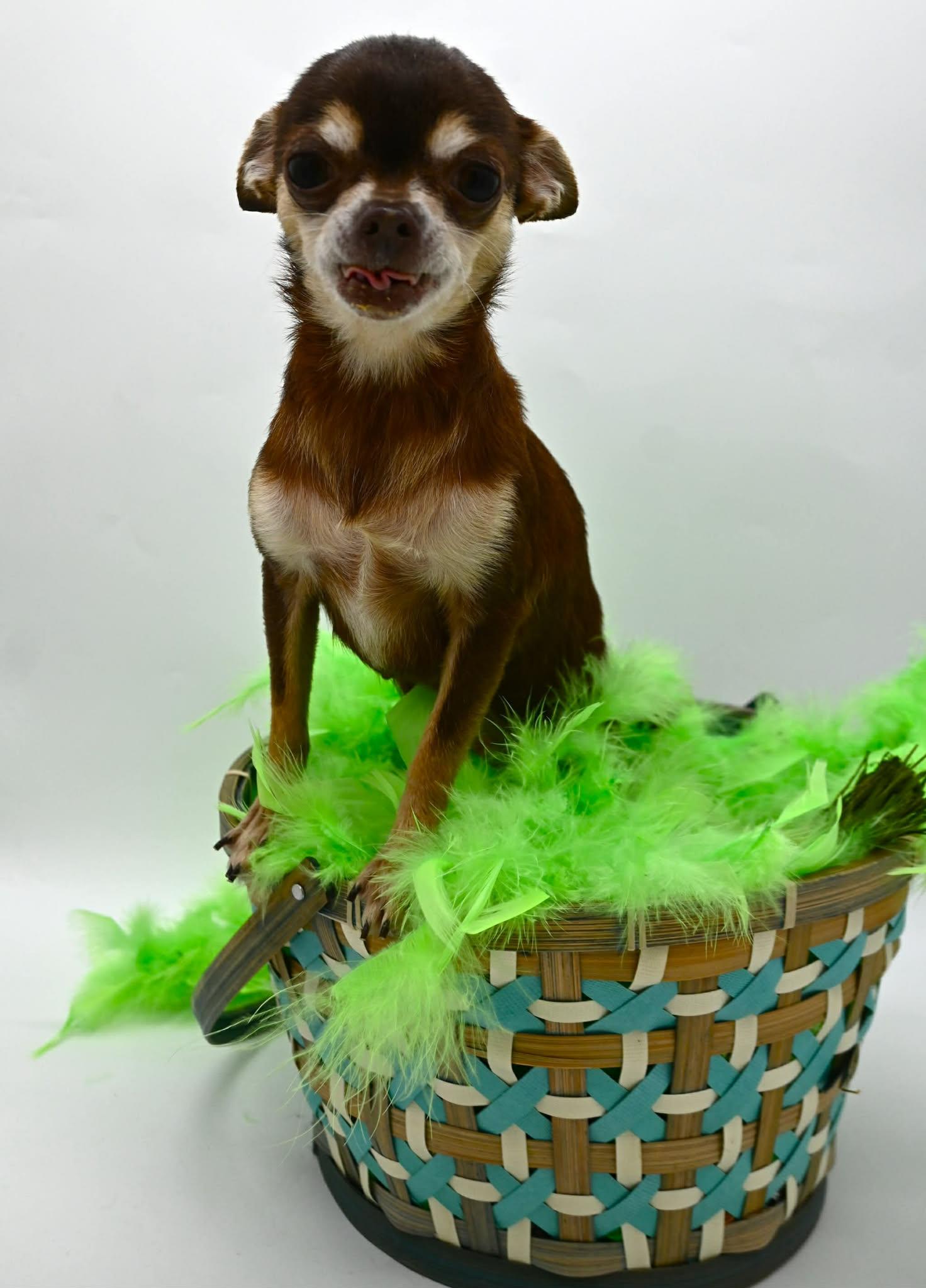 Blanche. (Tiny angel), ADOPTABLE, Adult Female Chihuahua.