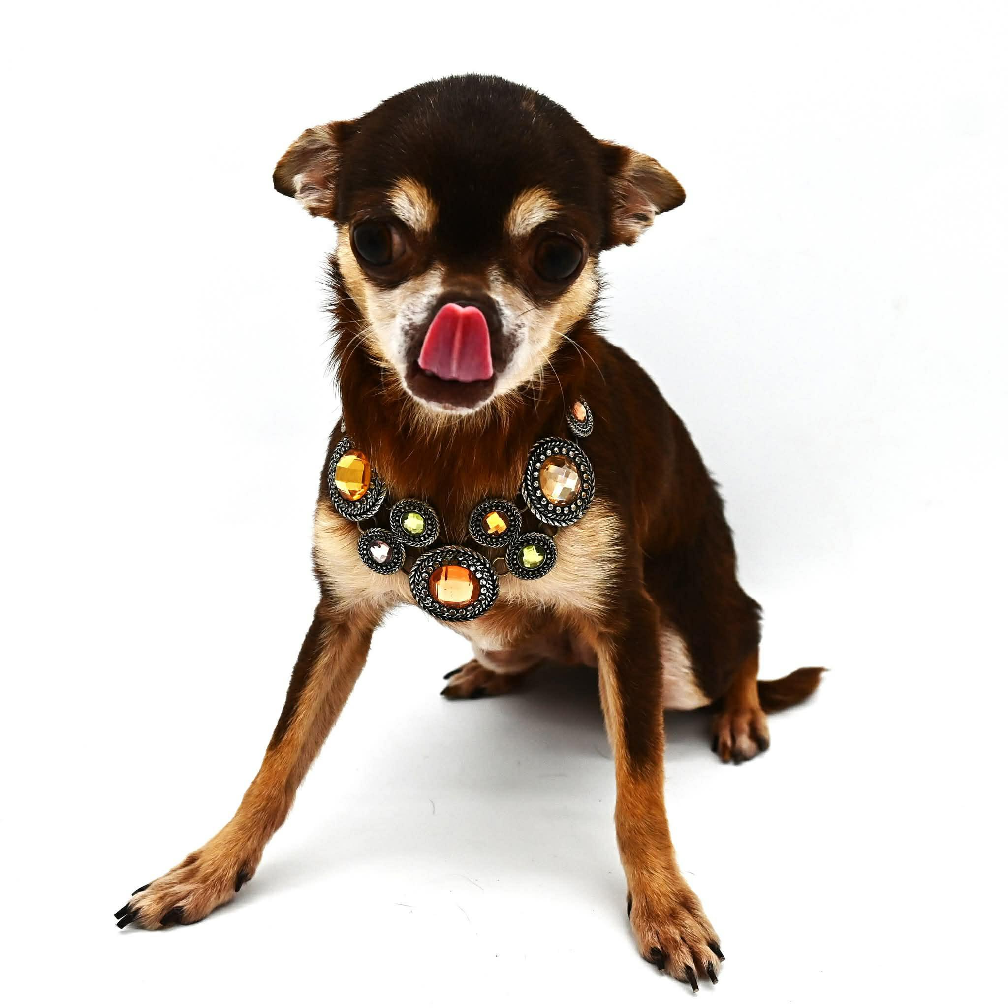 Enlarge Blanche. (Tiny angel), a ADOPTABLE mixed breed in Farmington, CT image 6/6