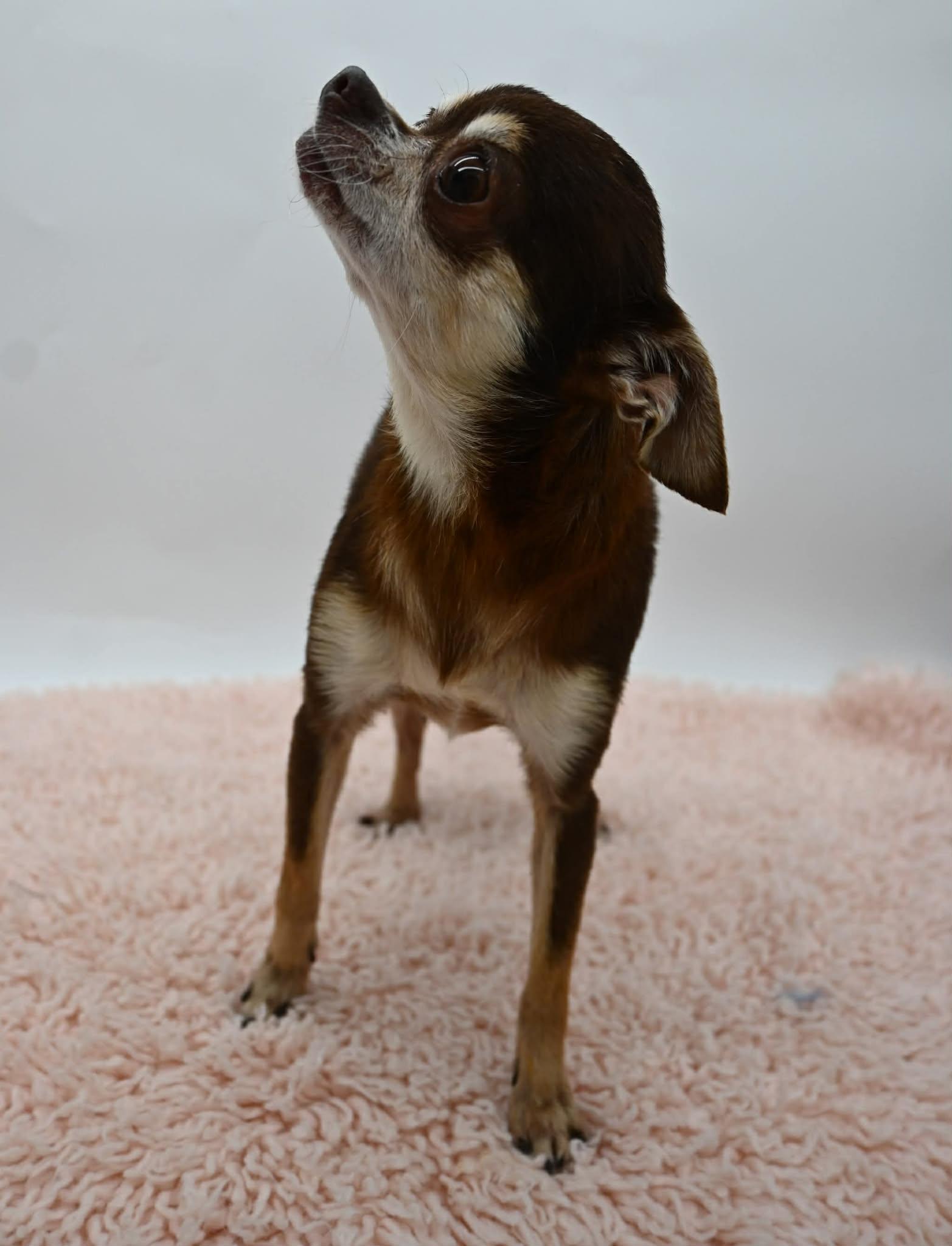 Enlarge Blanche. (Tiny angel), a ADOPTABLE mixed breed in Farmington, CT image 4/6