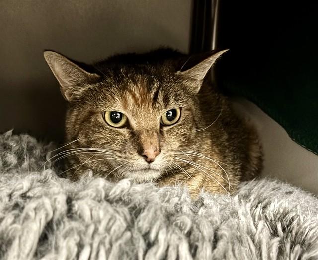 ARLENE, Adoptable, Adult Female Domestic Short Hair.