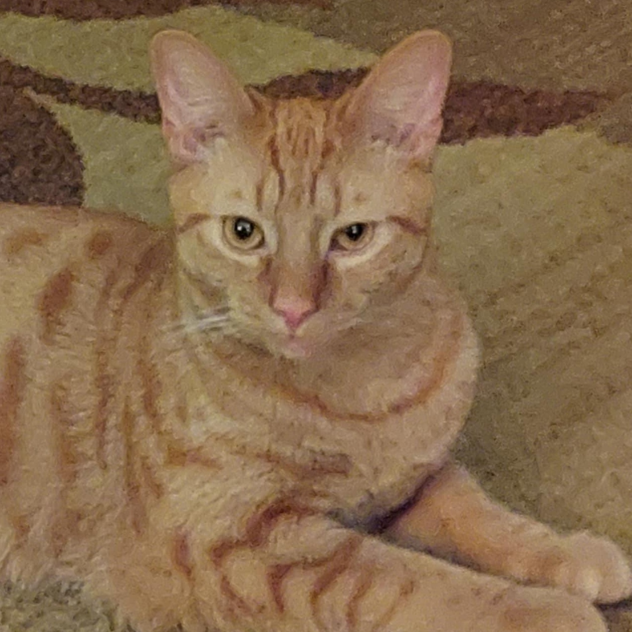 Papaya, Young Male Domestic Short Hair