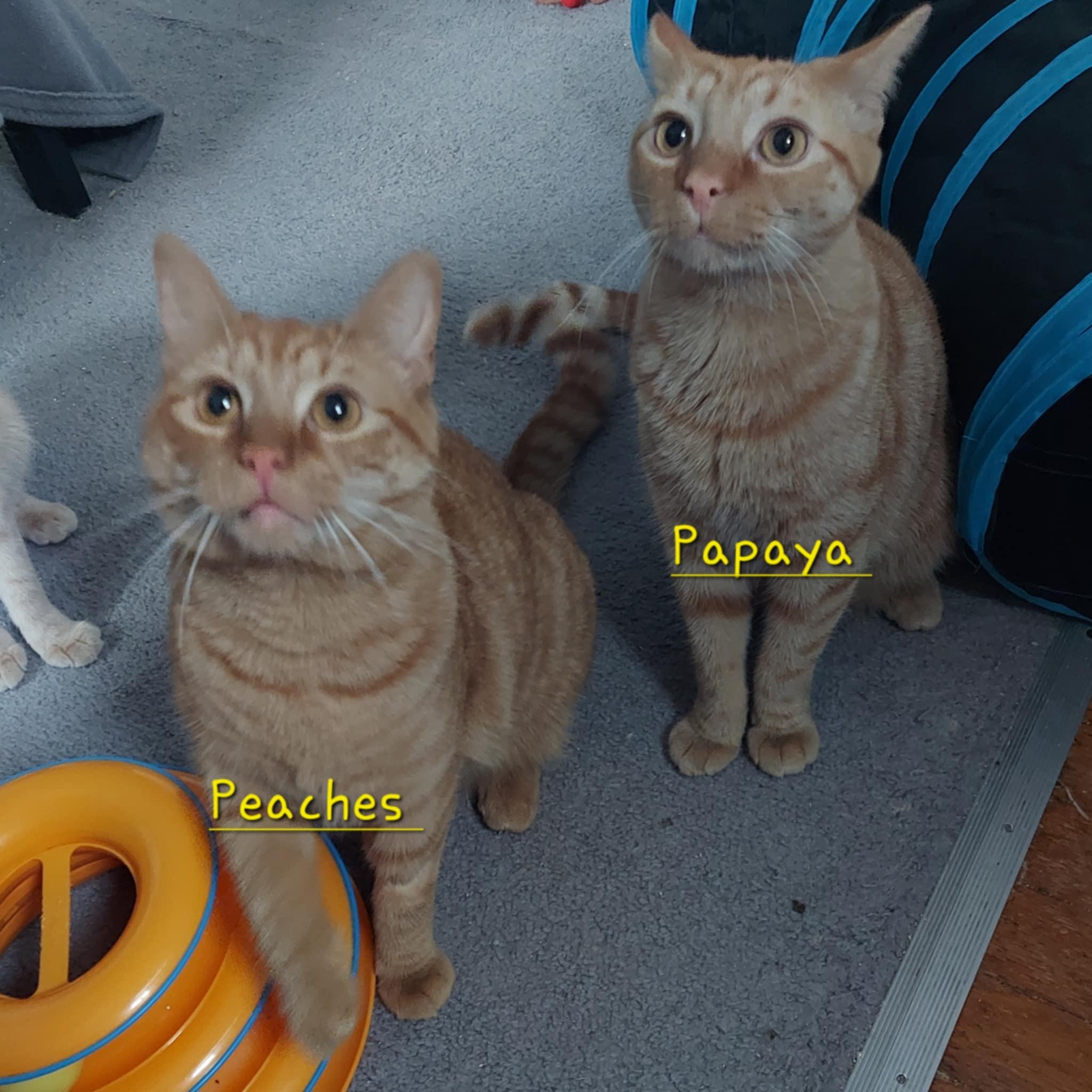 Papaya photo 2