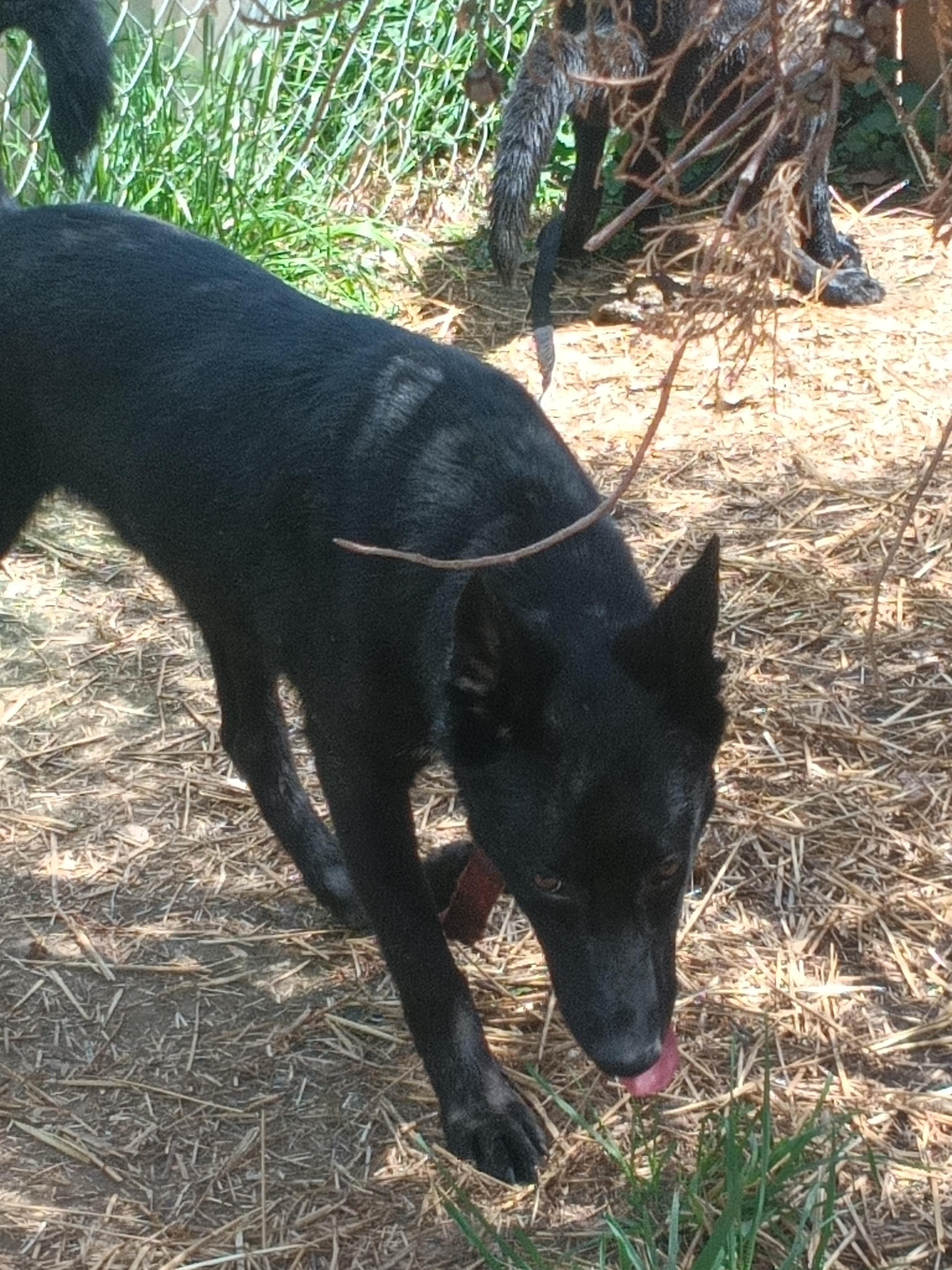GOOSE, a ADOPTABLE mixed breed in Wilmington, DE image 2/6