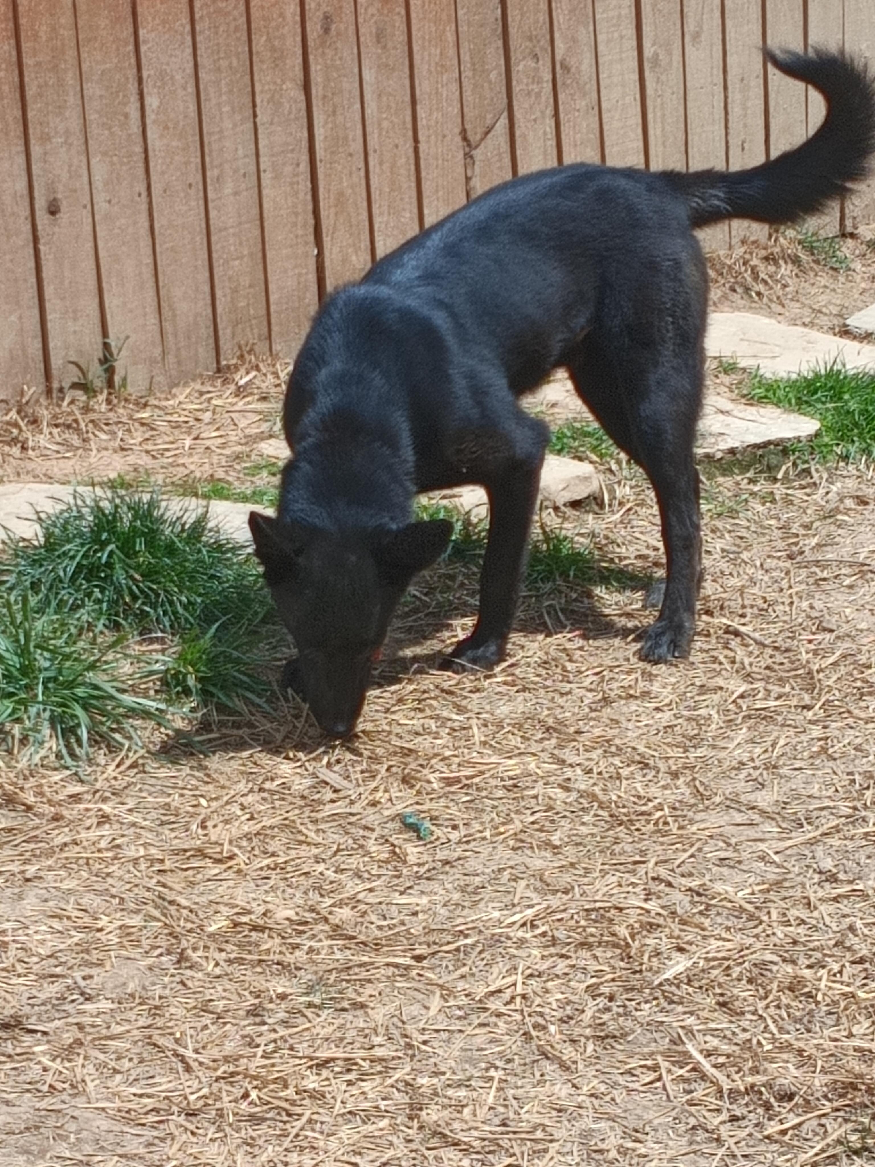 GOOSE, a ADOPTABLE mixed breed in Wilmington, DE image 4/6
