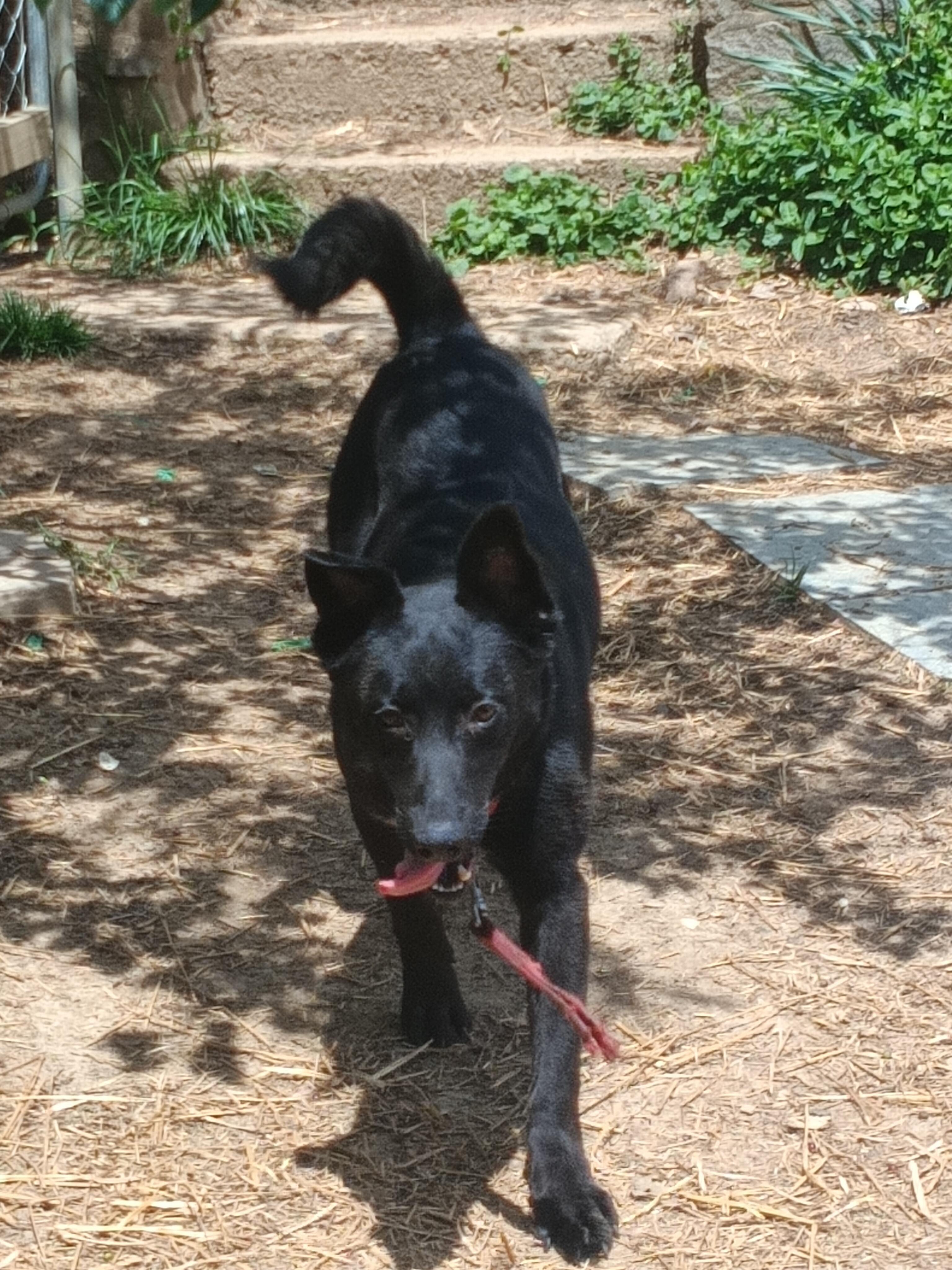 GOOSE, a ADOPTABLE mixed breed in Wilmington, DE image 3/6
