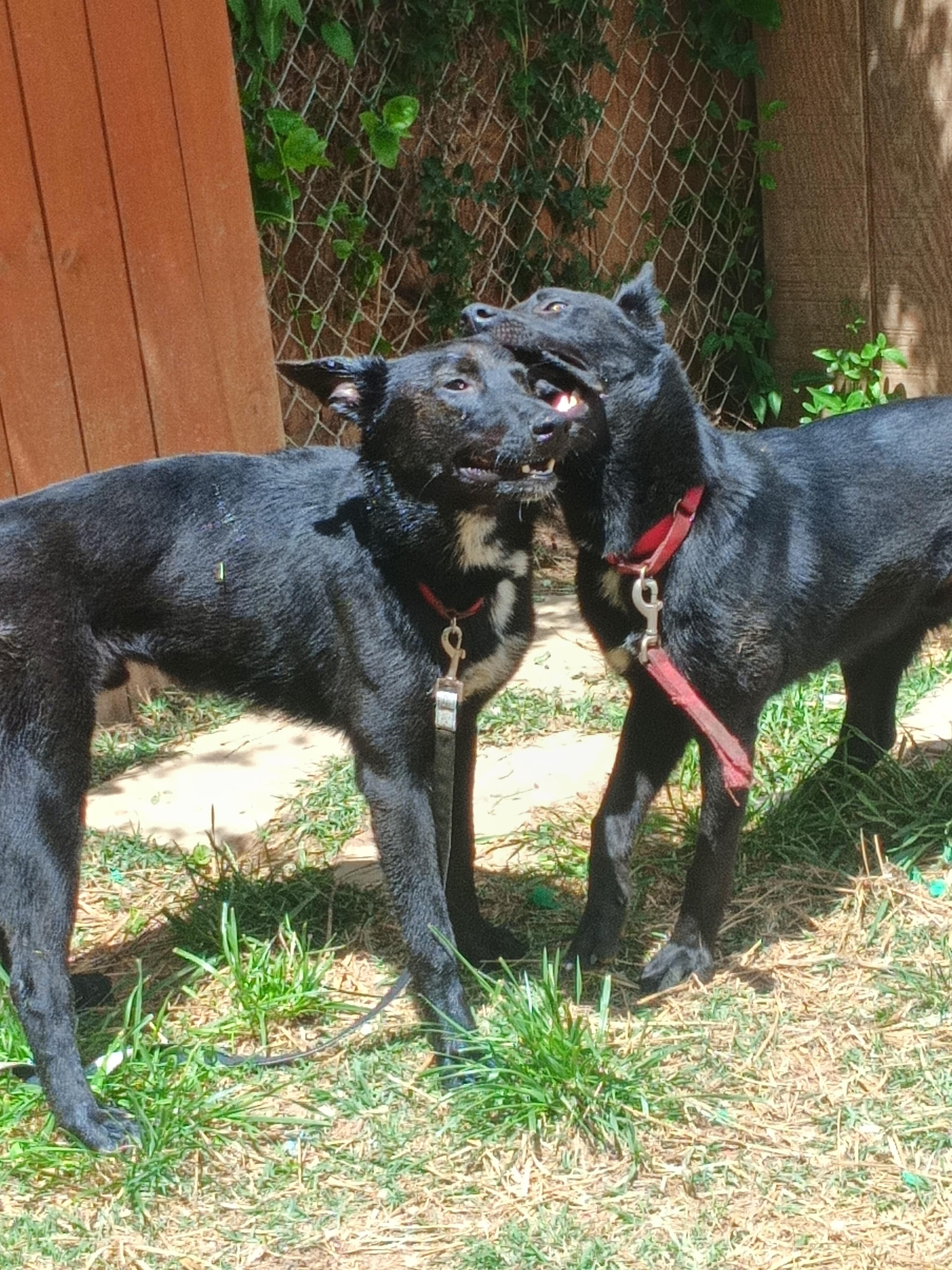 GOOSE, a ADOPTABLE mixed breed in Wilmington, DE image 6/6
