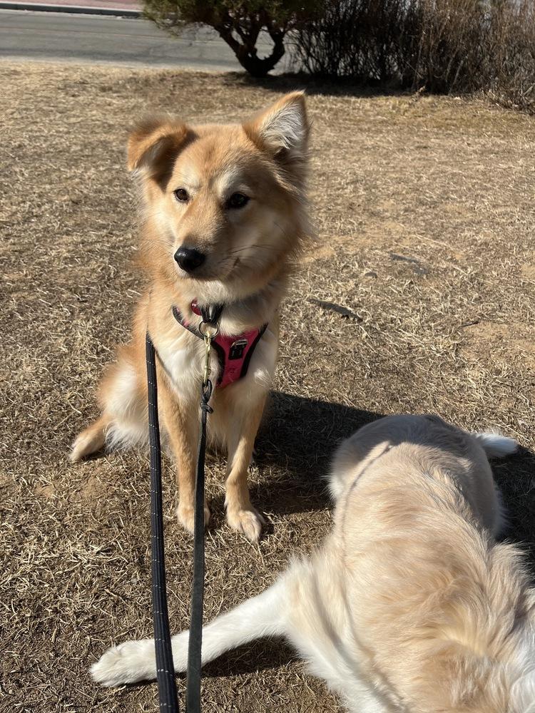Enlarge Miso, a Adoptable Jindo in Long Island City, NY image 1/4