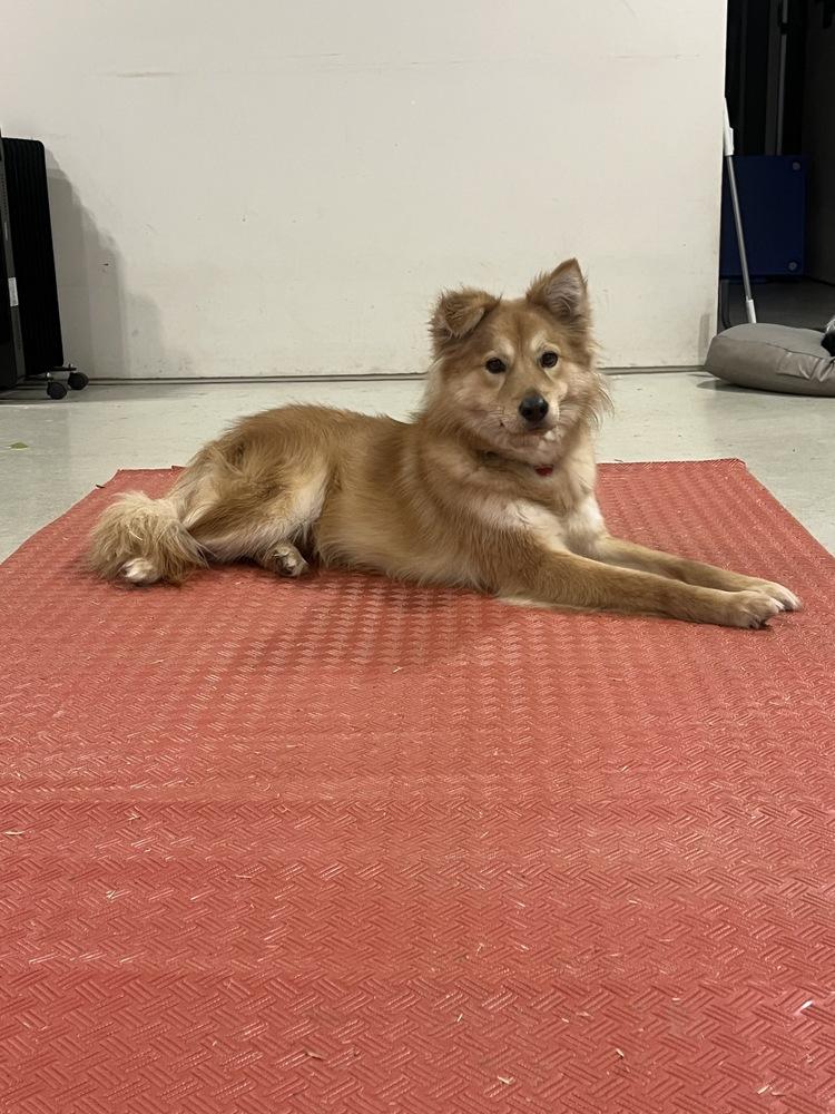 Enlarge Miso, a Adoptable Jindo in Long Island City, NY image 2/4
