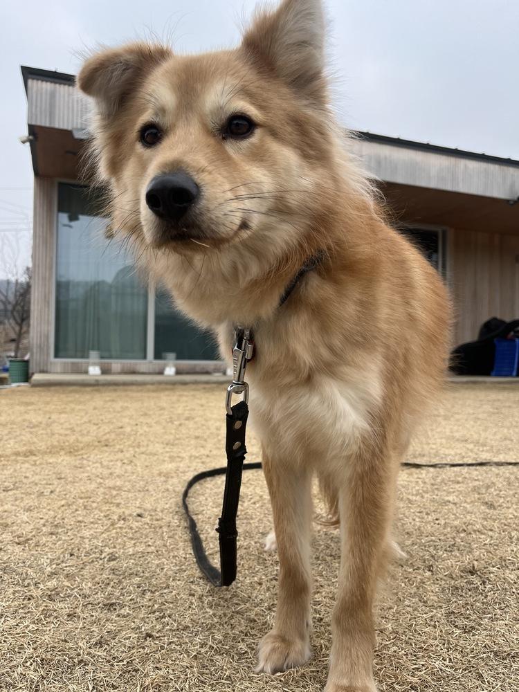 Enlarge Miso, a Adoptable Jindo in Long Island City, NY image 4/4