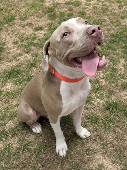 Tucker, adopted, Young Male American Staffordshire Terrier & Pit Bull Terrier.