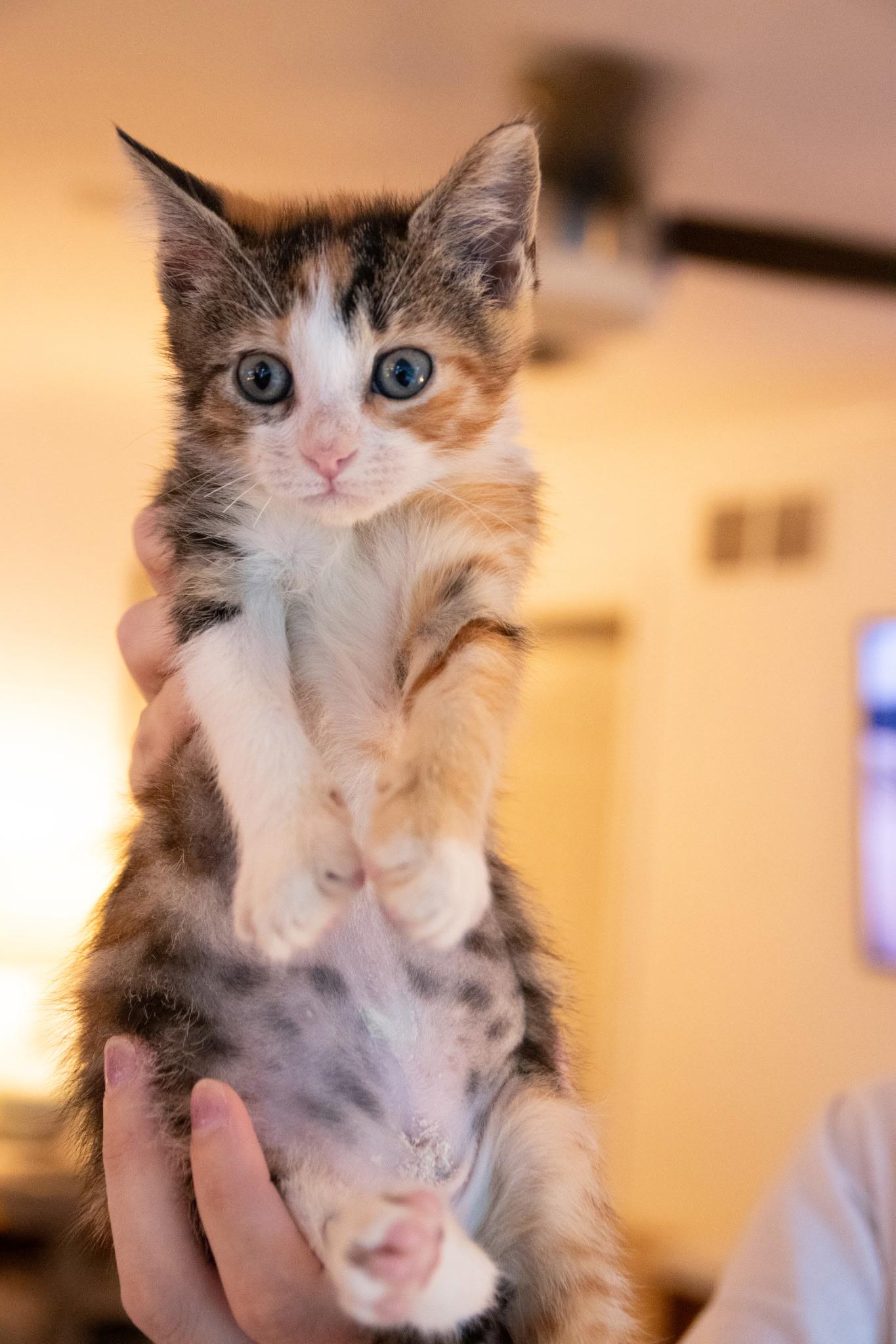 Enlarge Milk Dud, a ADOPTABLE Domestic Short Hair in Haddon Heights, NJ image 2/3