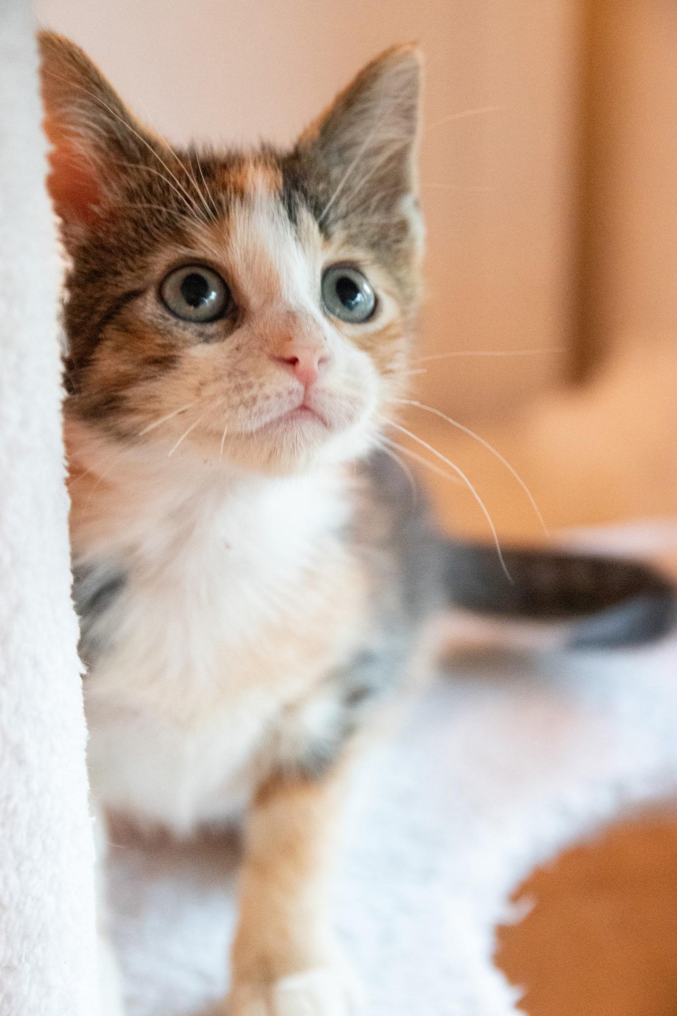 Milk Dud, ADOPTABLE, Kitten Female Domestic Short Hair.