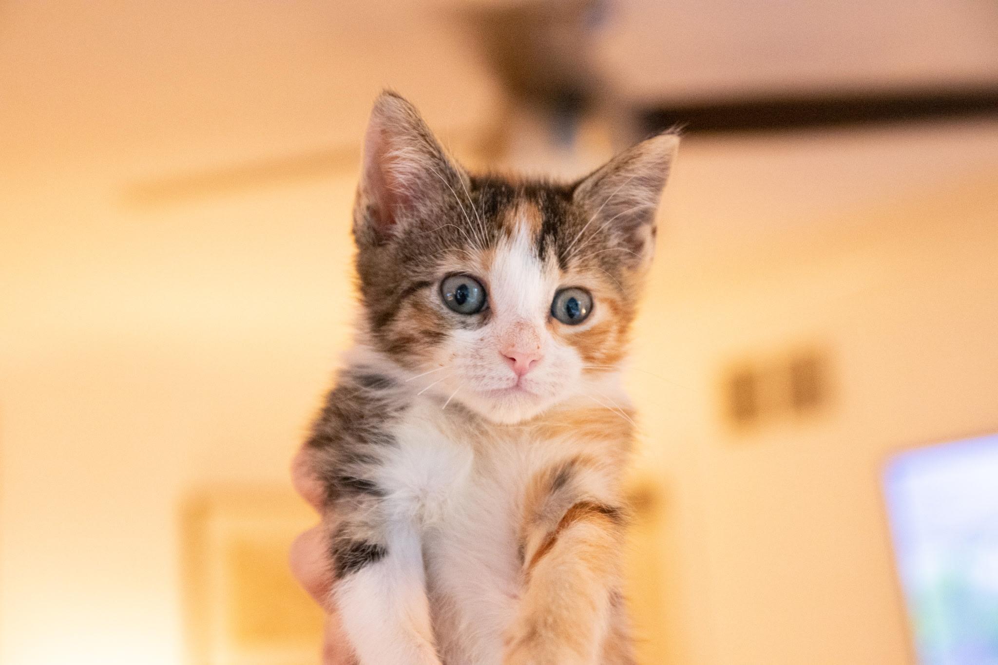 Enlarge Milk Dud, a ADOPTABLE Domestic Short Hair in Haddon Heights, NJ image 3/3