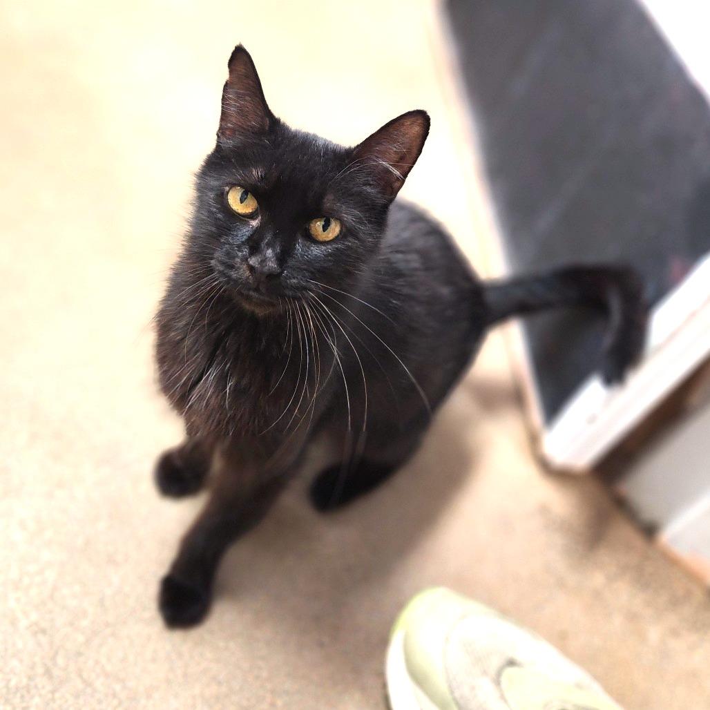 Snowball, Adoptable, Adult Female Domestic Short Hair.
