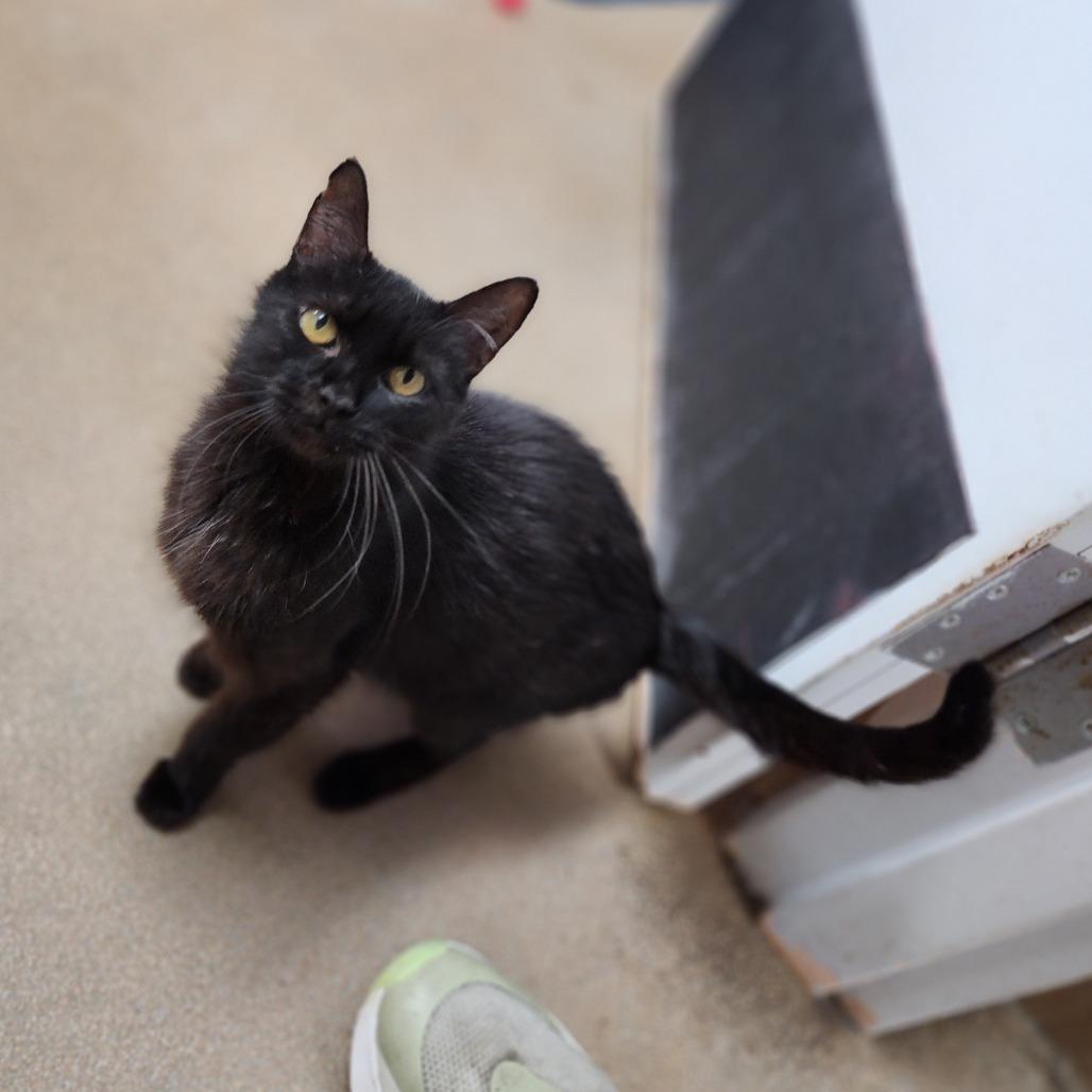 Snowball, a Adoptable Domestic Short Hair in Dixon, IL image 2/3