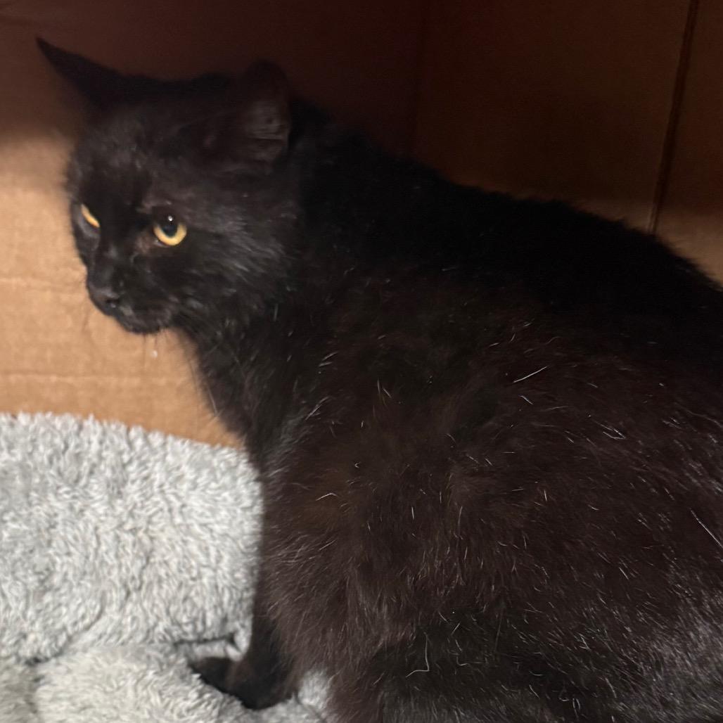 Enlarge Snowball, a Adoptable Domestic Short Hair in Dixon, IL image 1/1