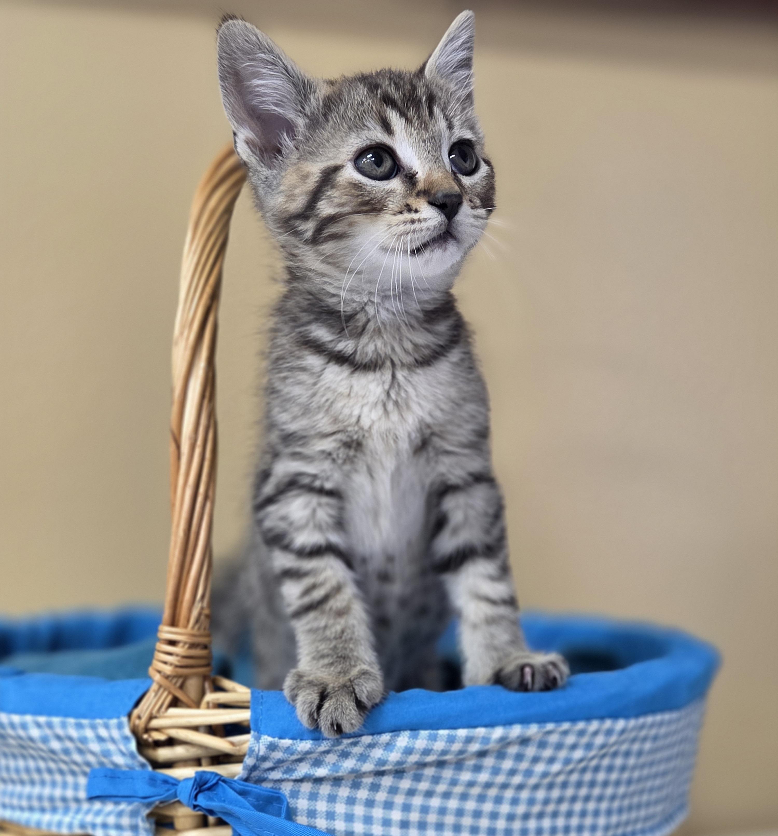 Diamond, an adoptable Domestic Short Hair in Park Rapids, MN, 56470 | Photo Image 1