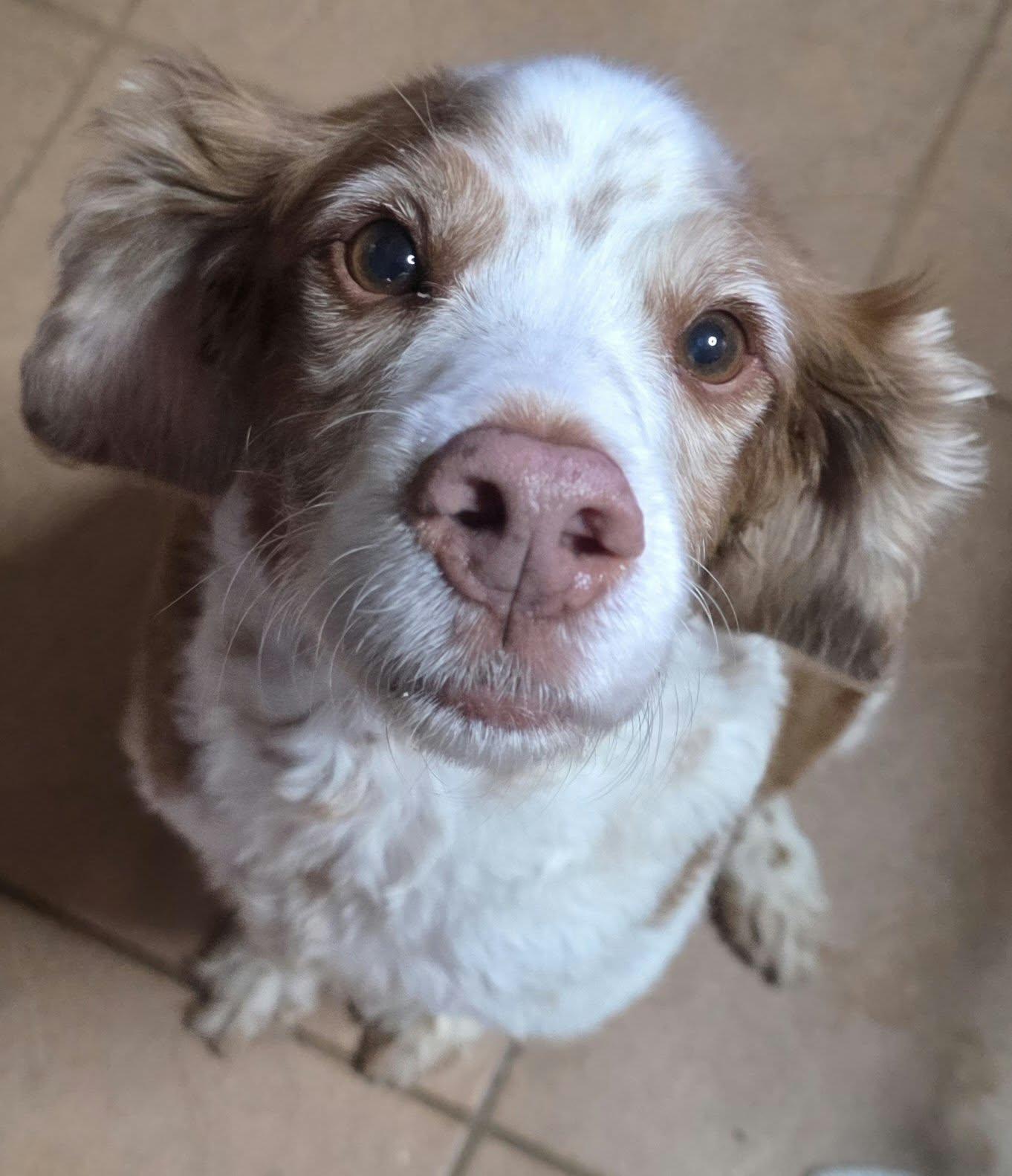 Enlarge Regina Red, a Adoptable Brittany Spaniel in Cuba, NY image 1/2